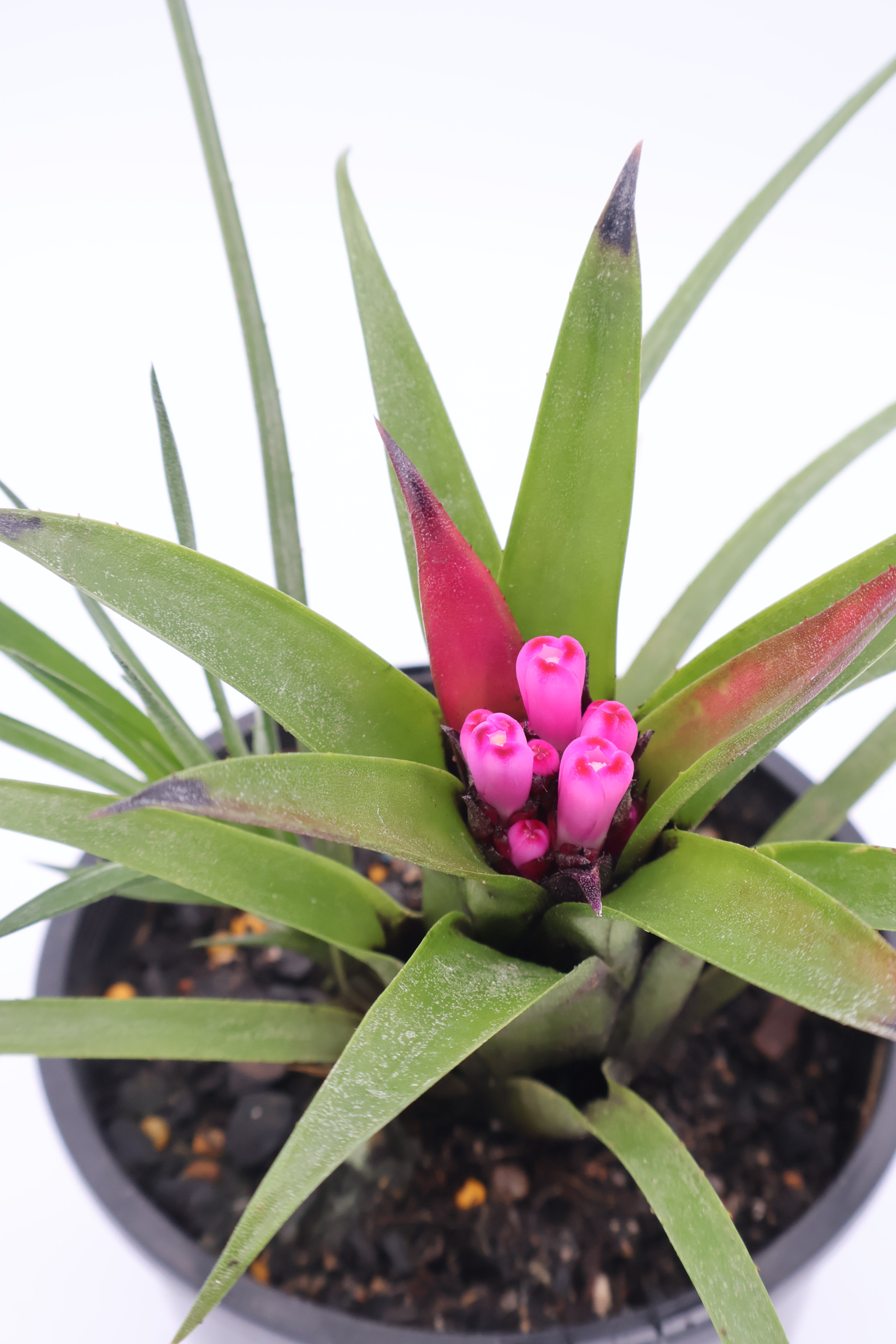 Bromeliad Benrathi - Aechmea Recurvata 120mm