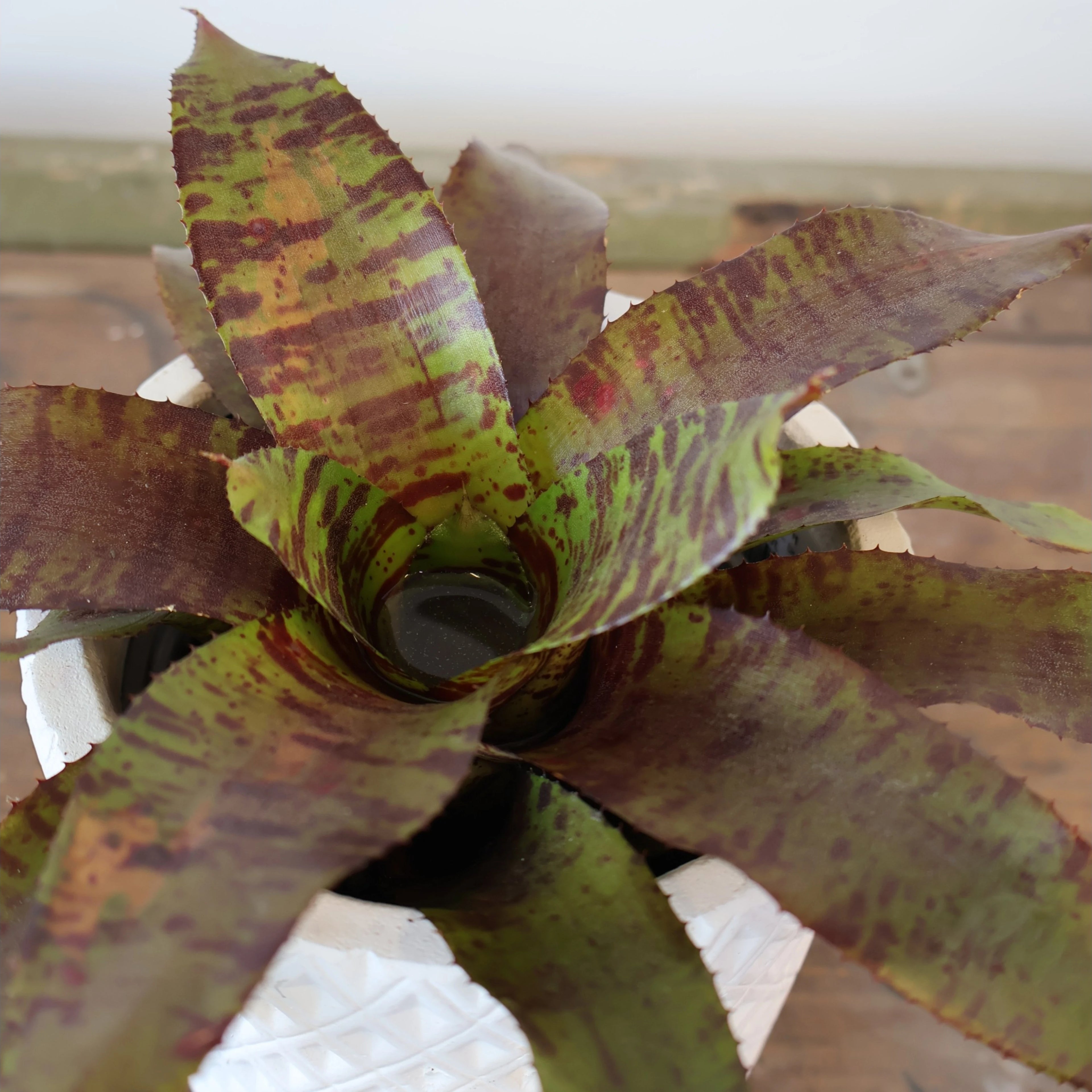 Vriesea Bromeliad 120mm