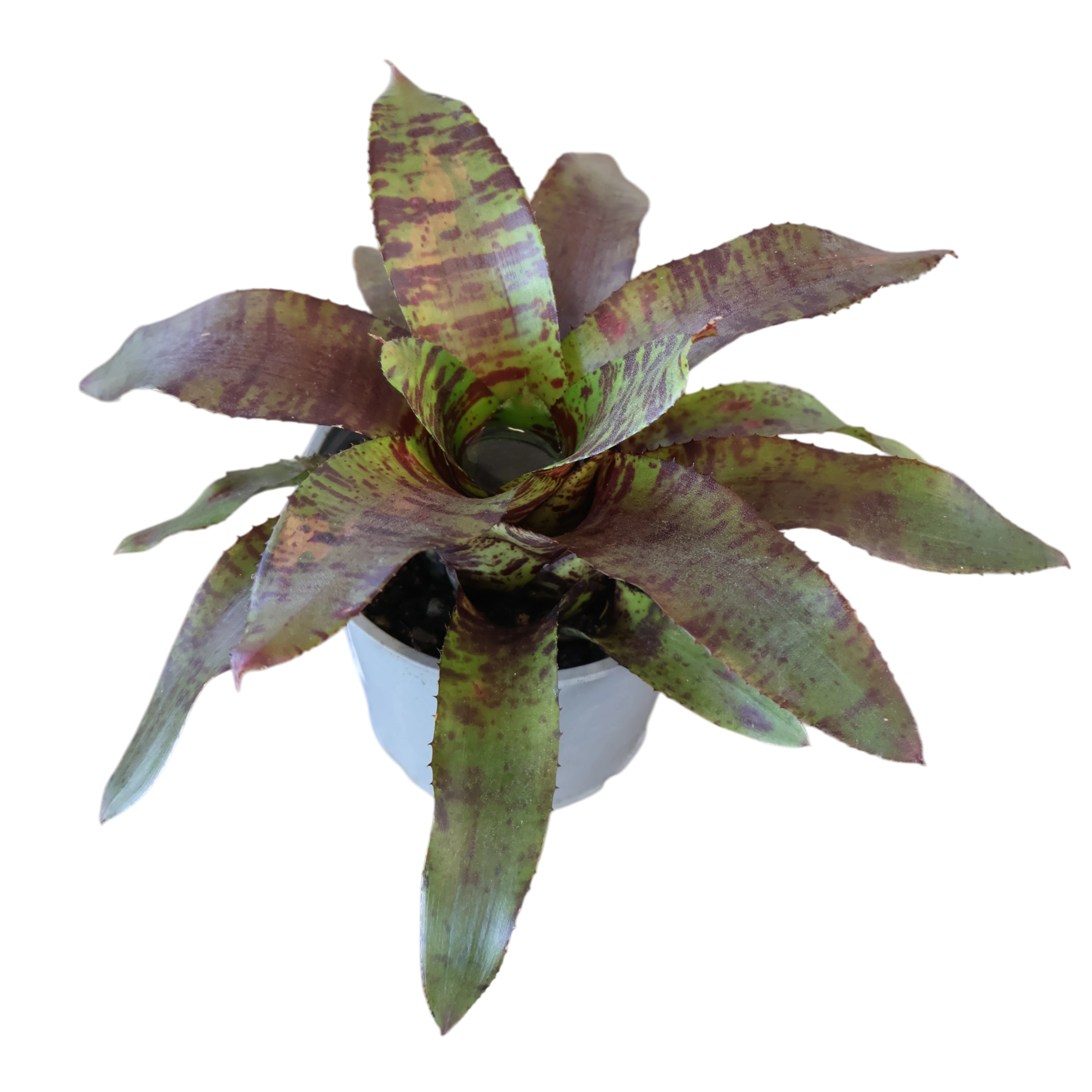 Vriesea Bromeliad 120mm