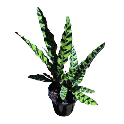 Calathea Insignis - Rattlesnake 180mm