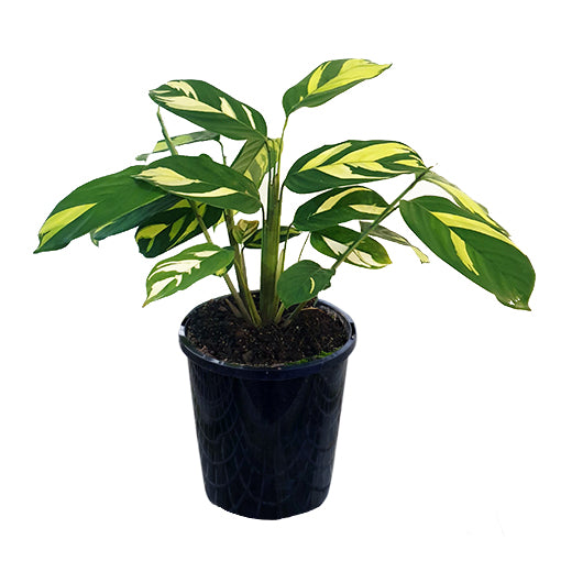 Ctenanthe Pilosa Golden Mosaic 100mm