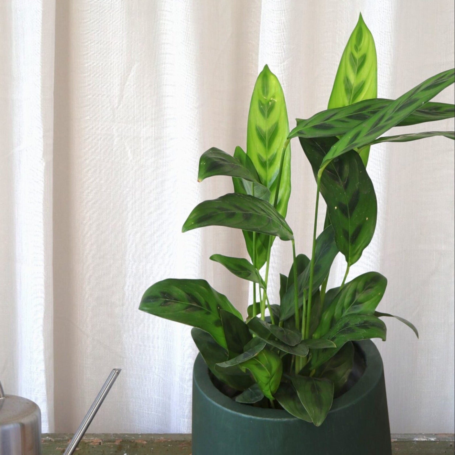 Calathea leopardina 90mm