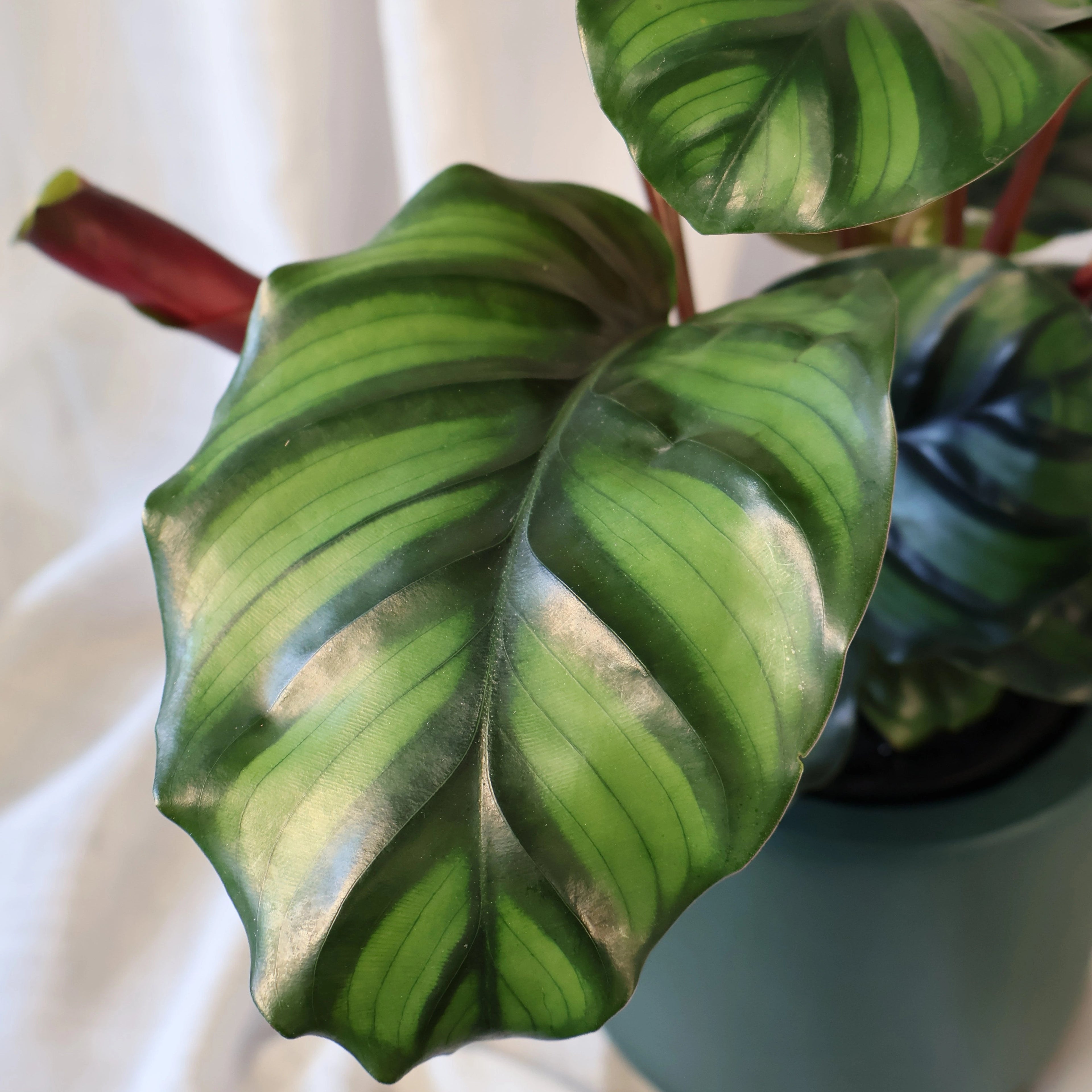 Calathea Fasciata 140mm