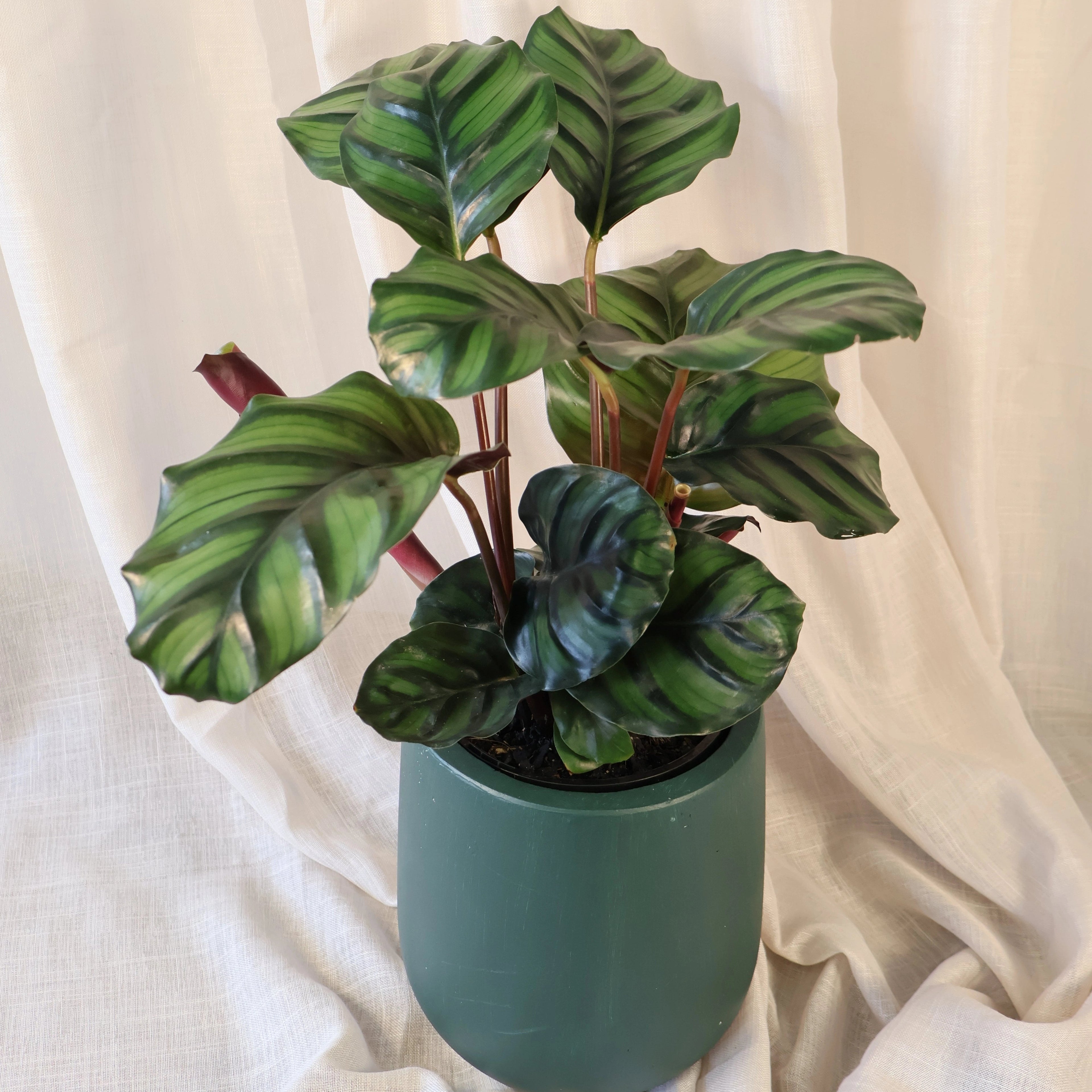Calathea Fasciata 140mm
