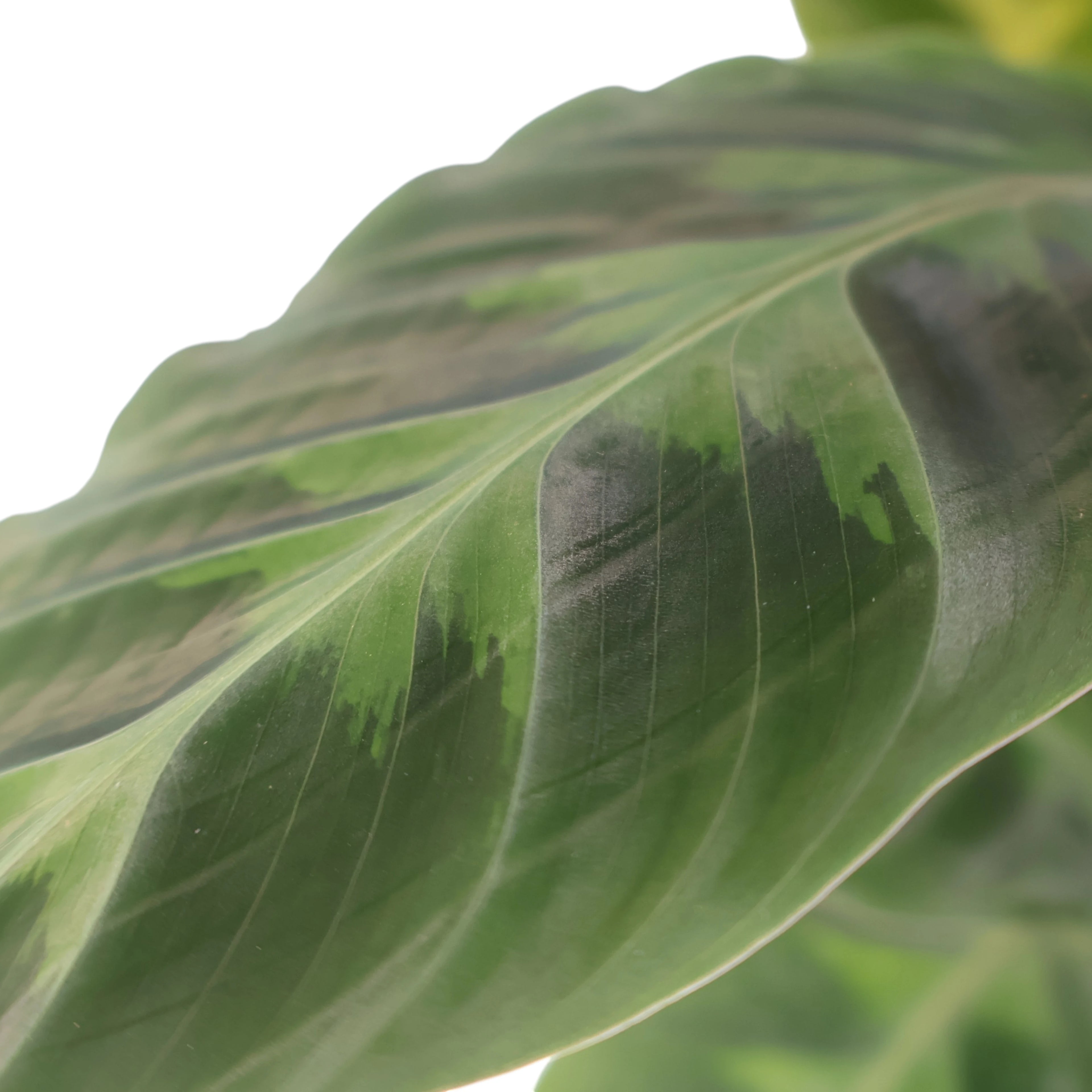Calathea Warscewiczii - Jungle Velvet 180mm