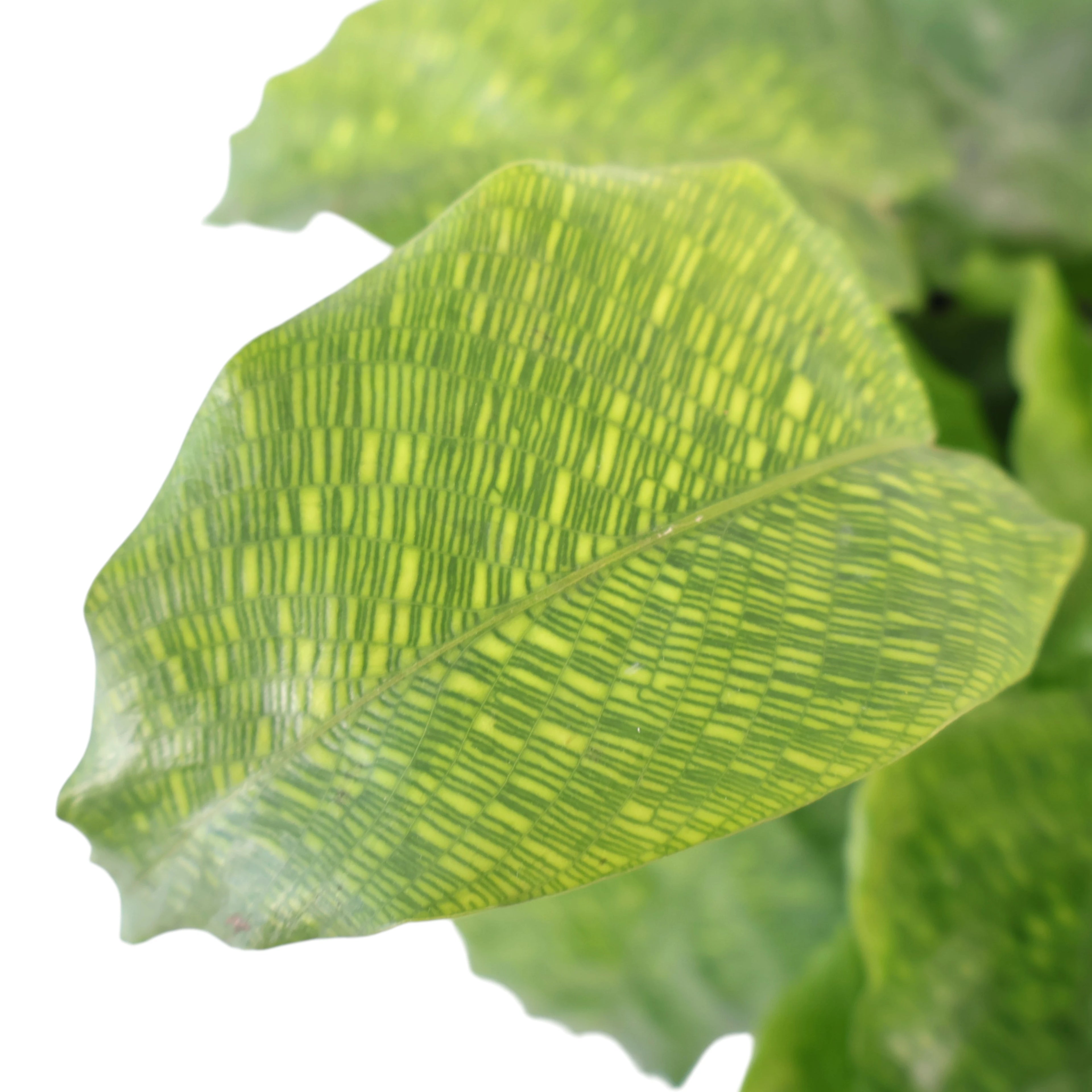 Calathea Musaica - Network 180mm