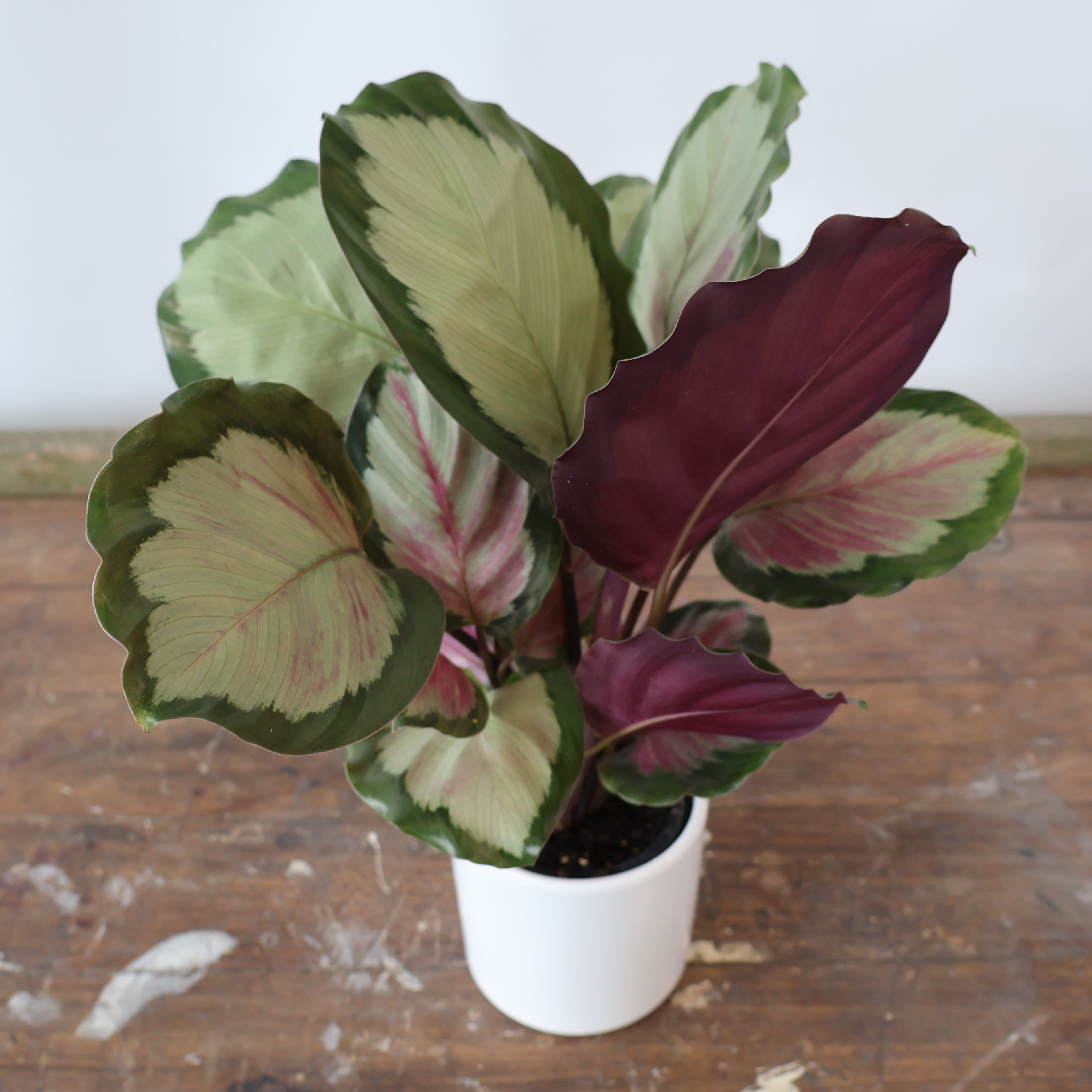 Calathea White Cloud 90mm