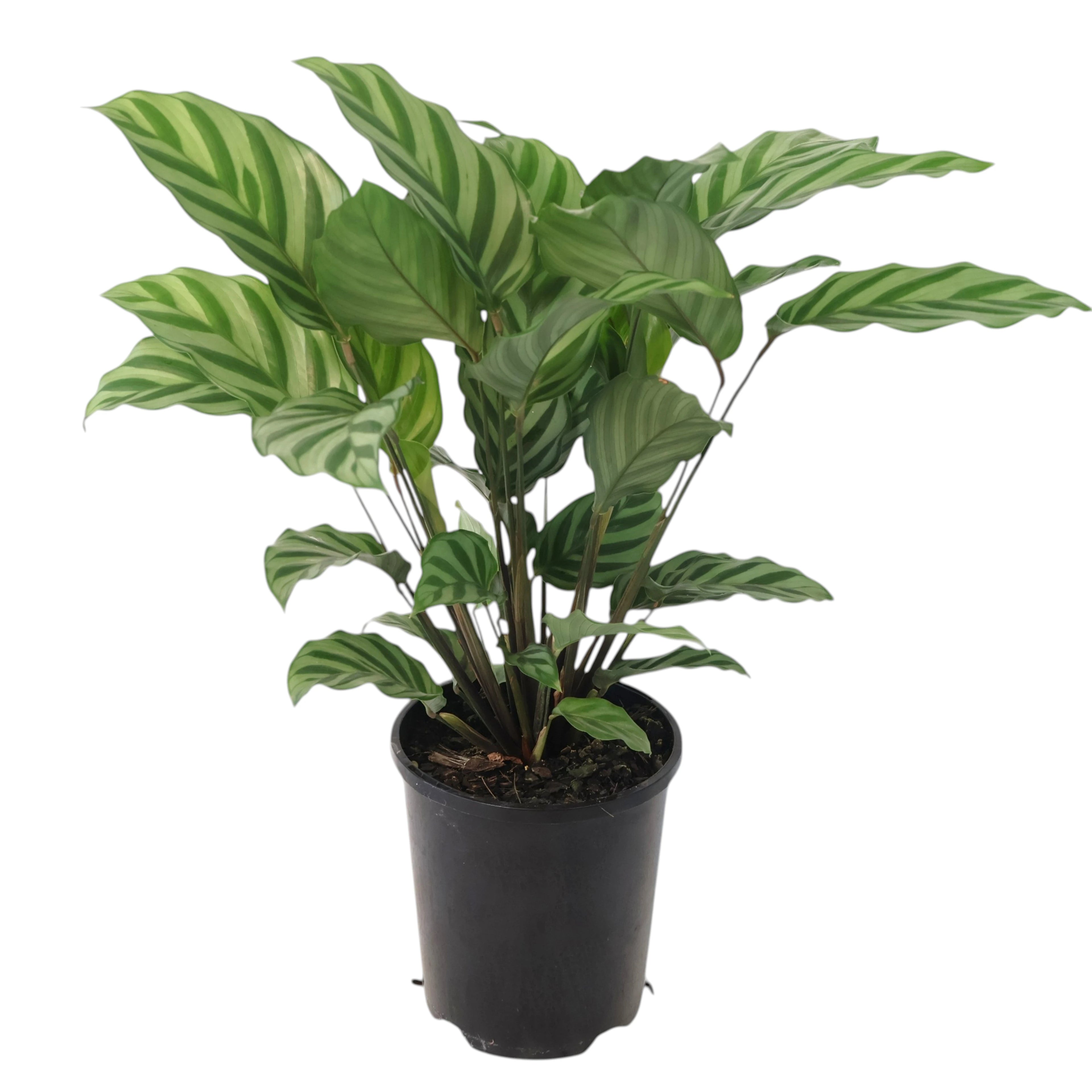 Calathea Freddie 140mm