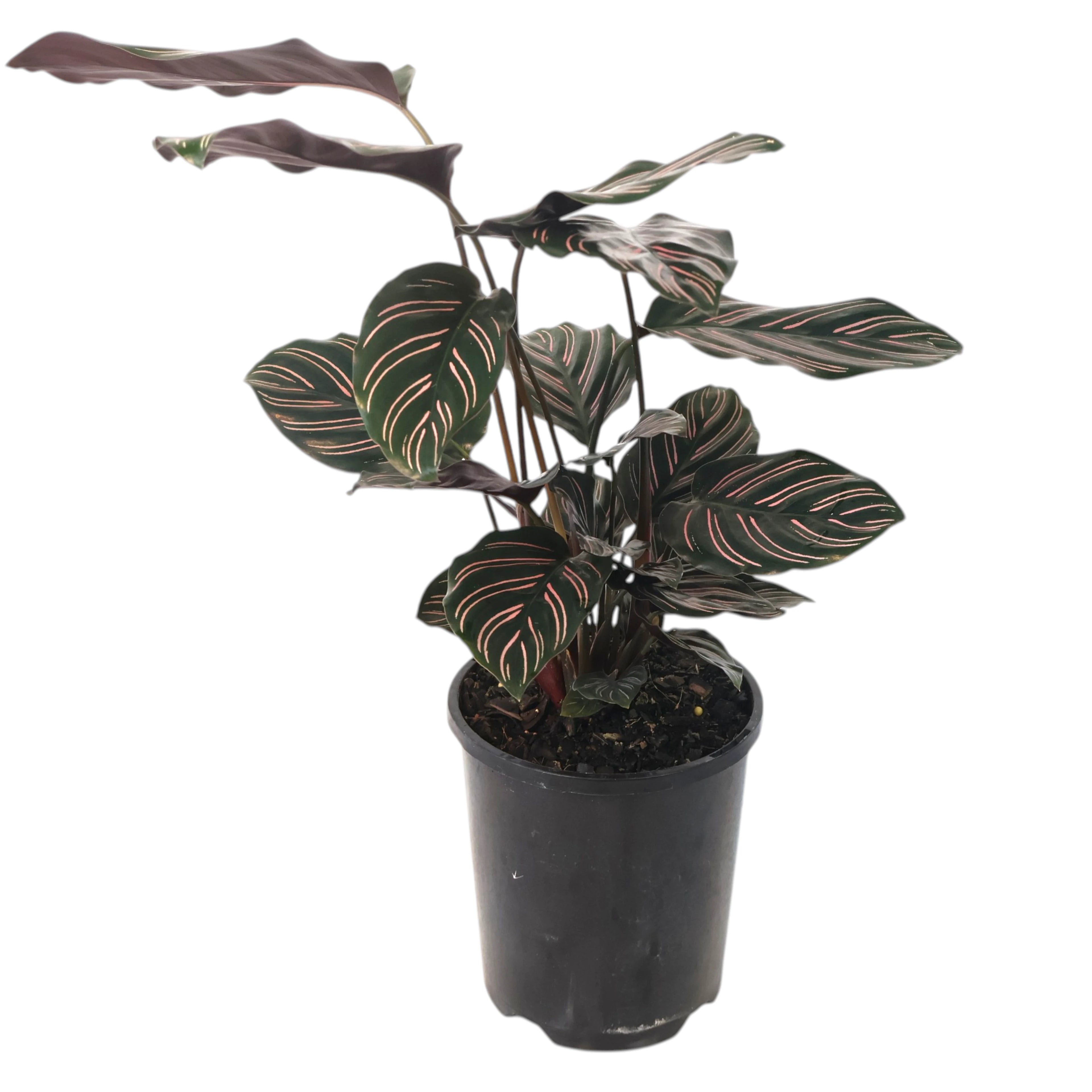 Calathea Ornata 140mm