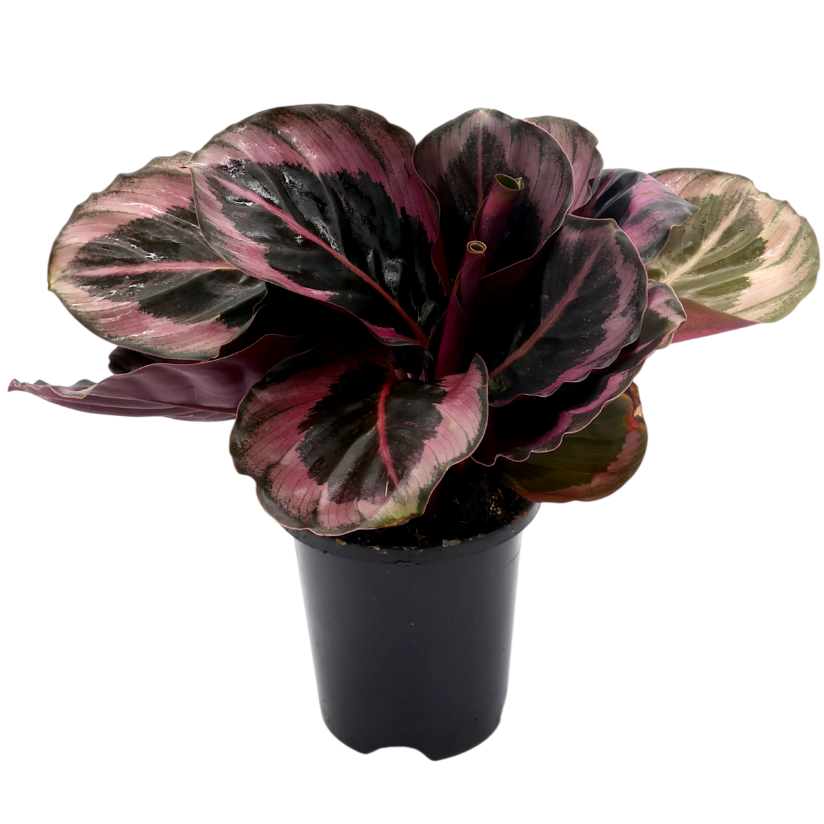 Calathea Red Mojo 90mm