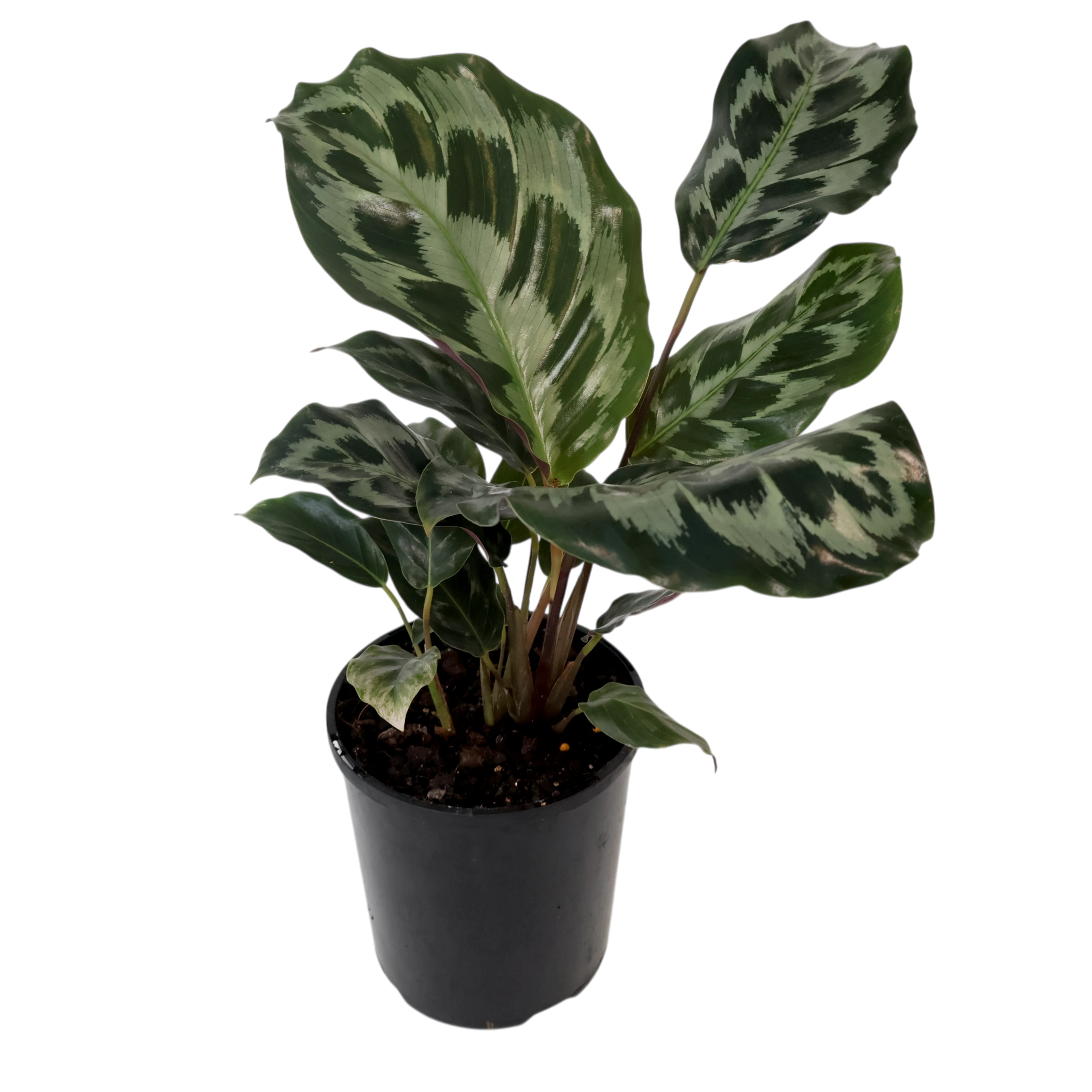 Calathea dressleri Helen Kennedy 125mm