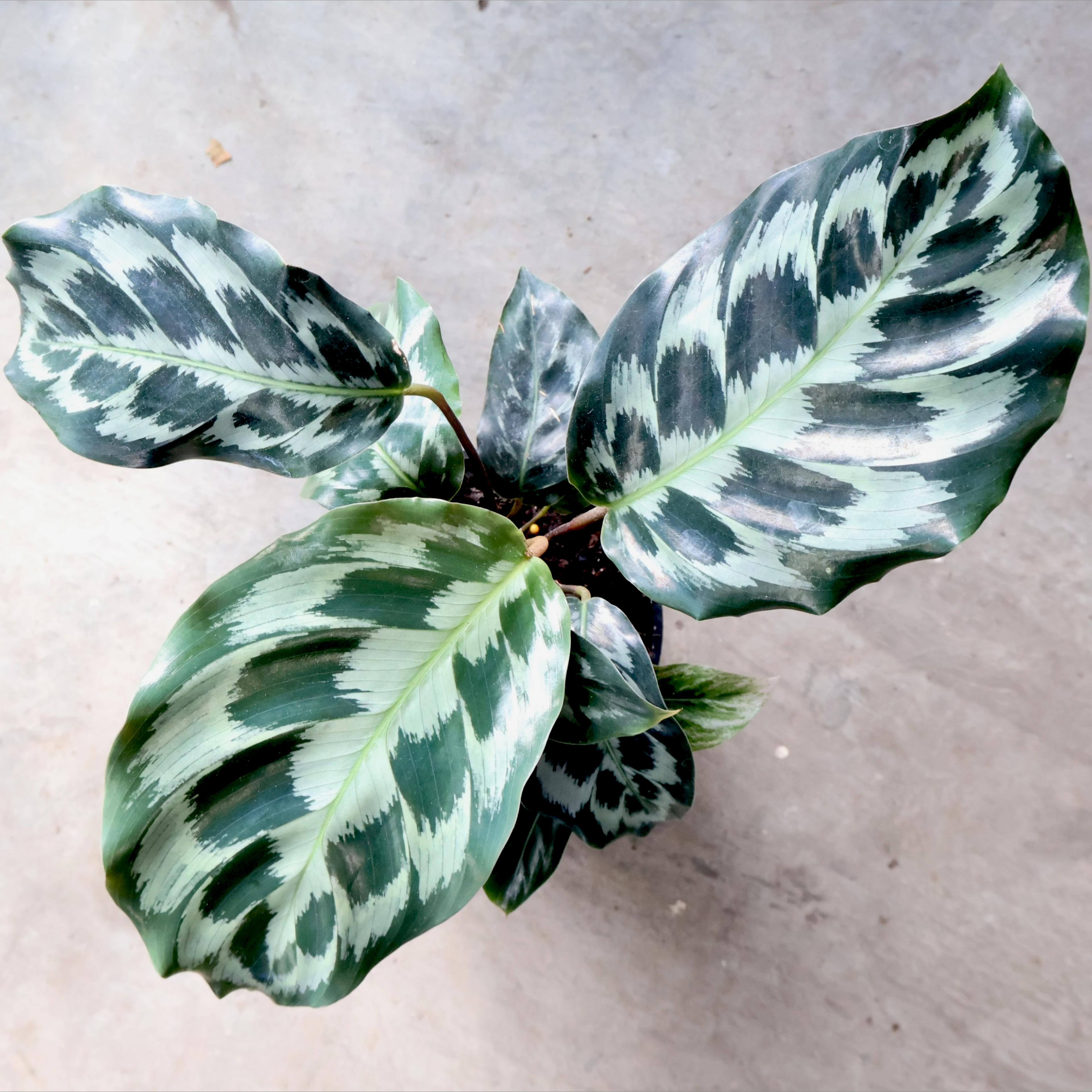 Calathea dressleri Helen Kennedy 125mm
