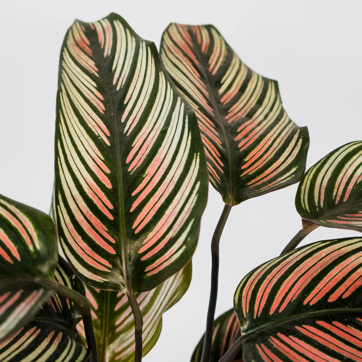 Calathea majestica Albo-lineata 125mm