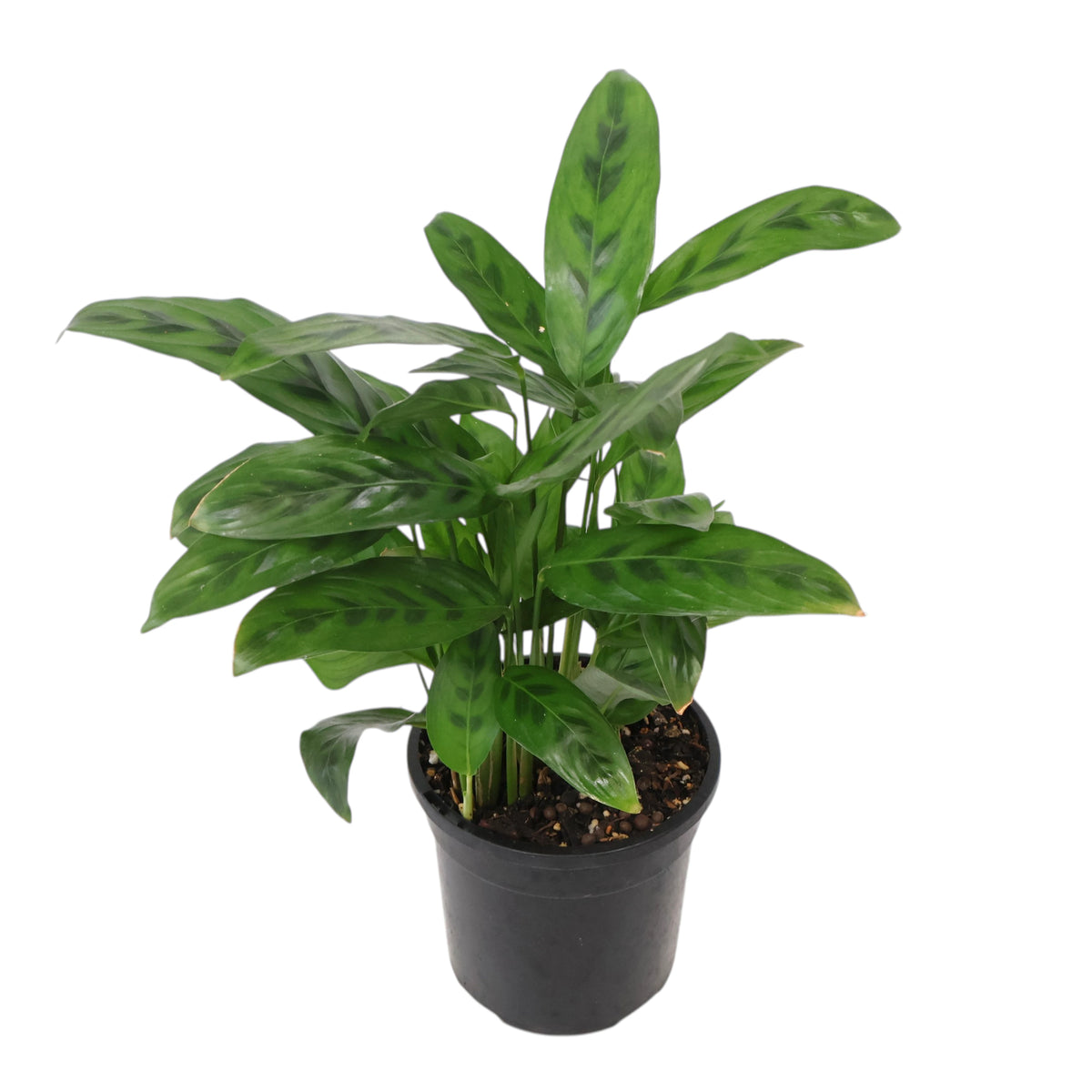 Calathea leopardina 110mm