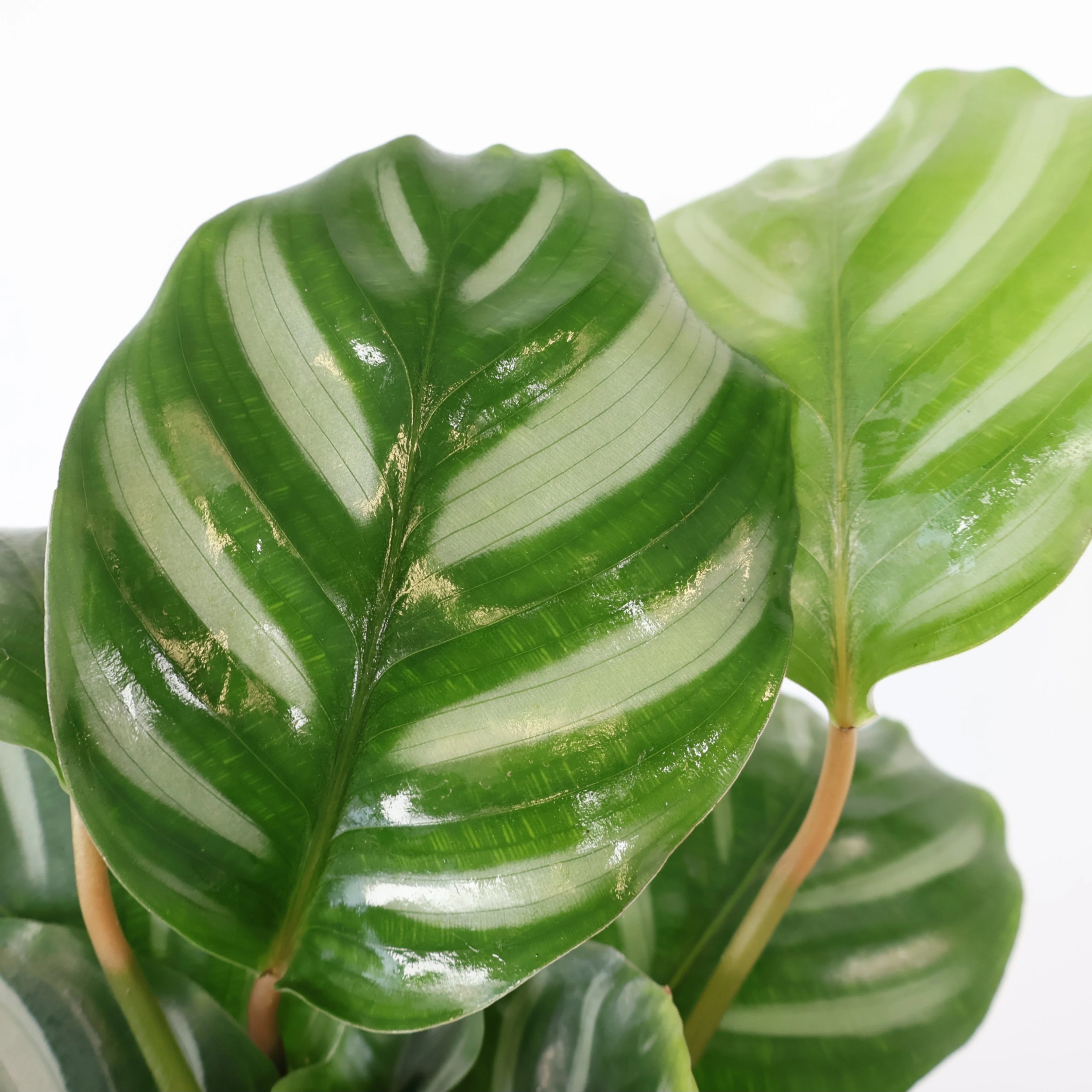 Calathea orbifolia Watercolours 125mm