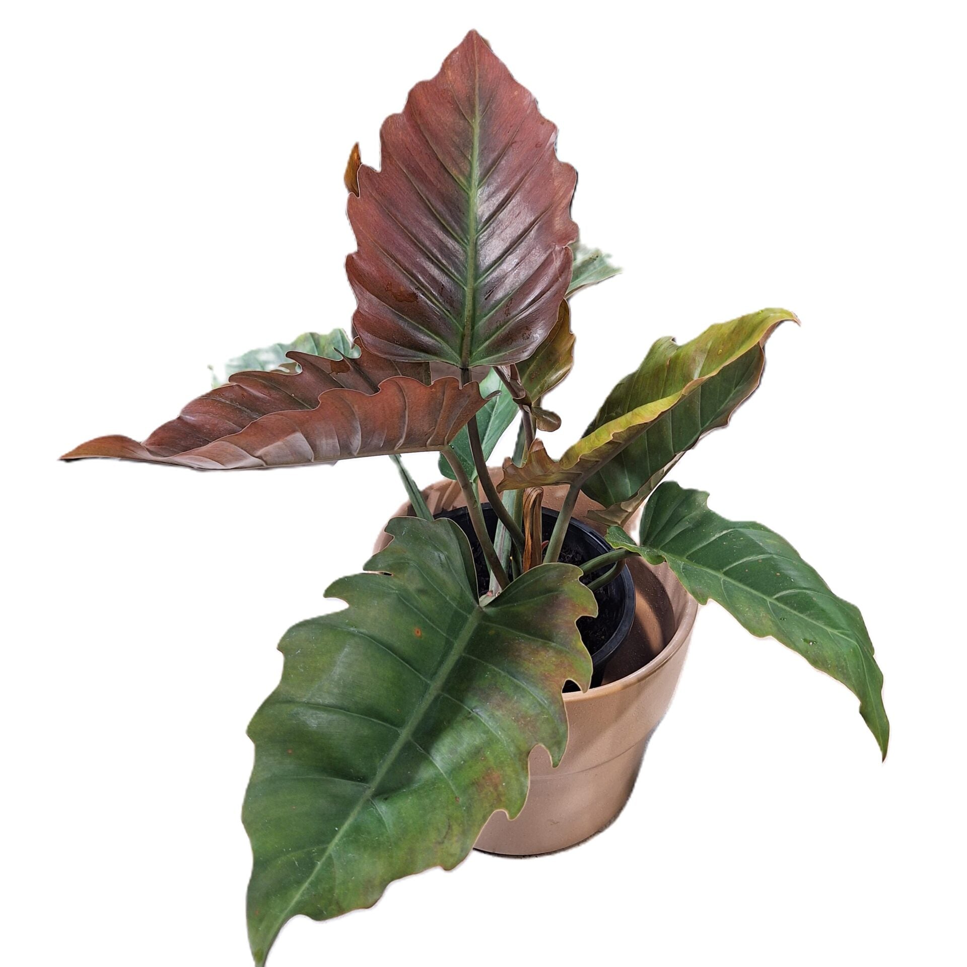 NEW - Philodendron Caramel Green 200mm