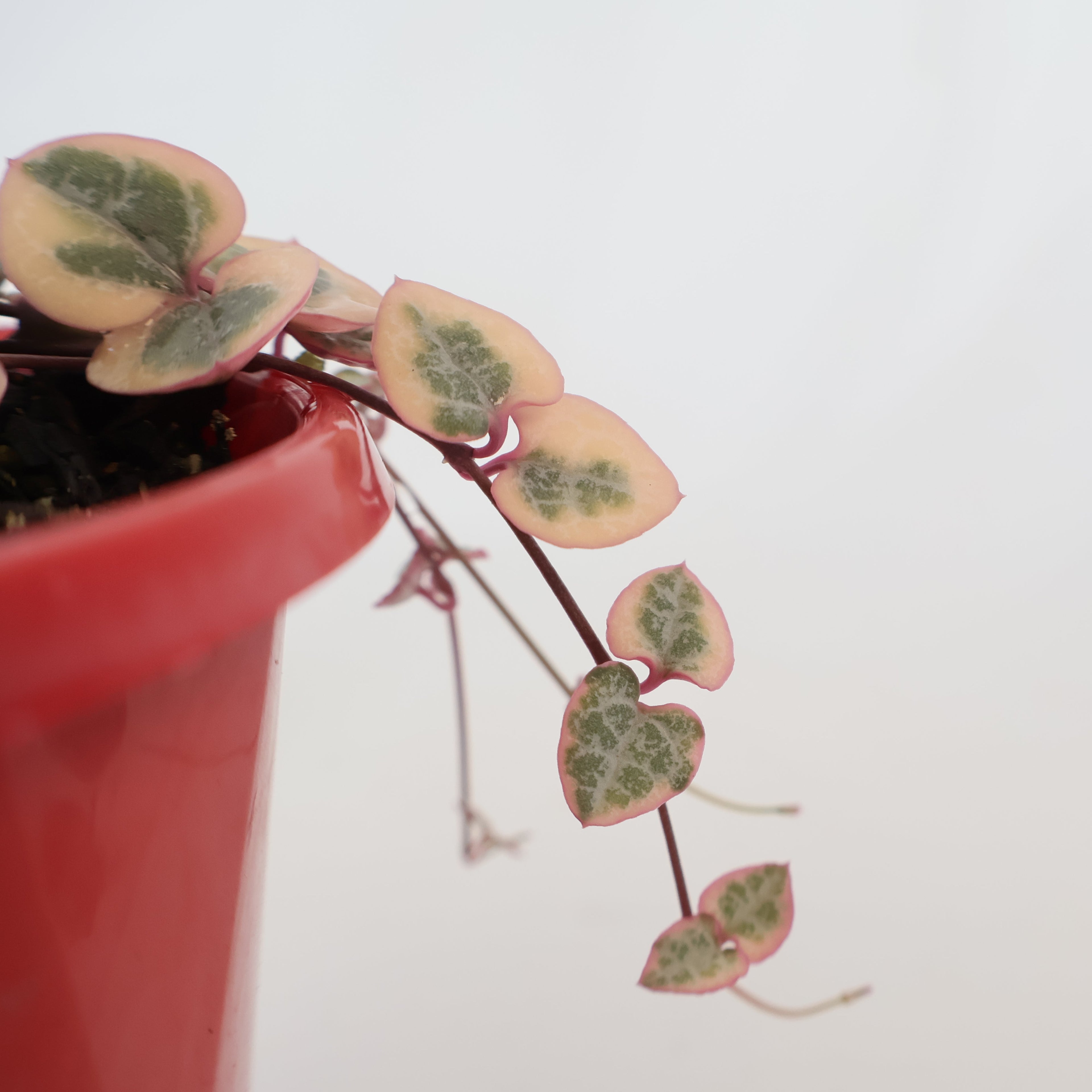 Variegated Chain Of Hearts - Ceropegia Woodii Variegata 130mm