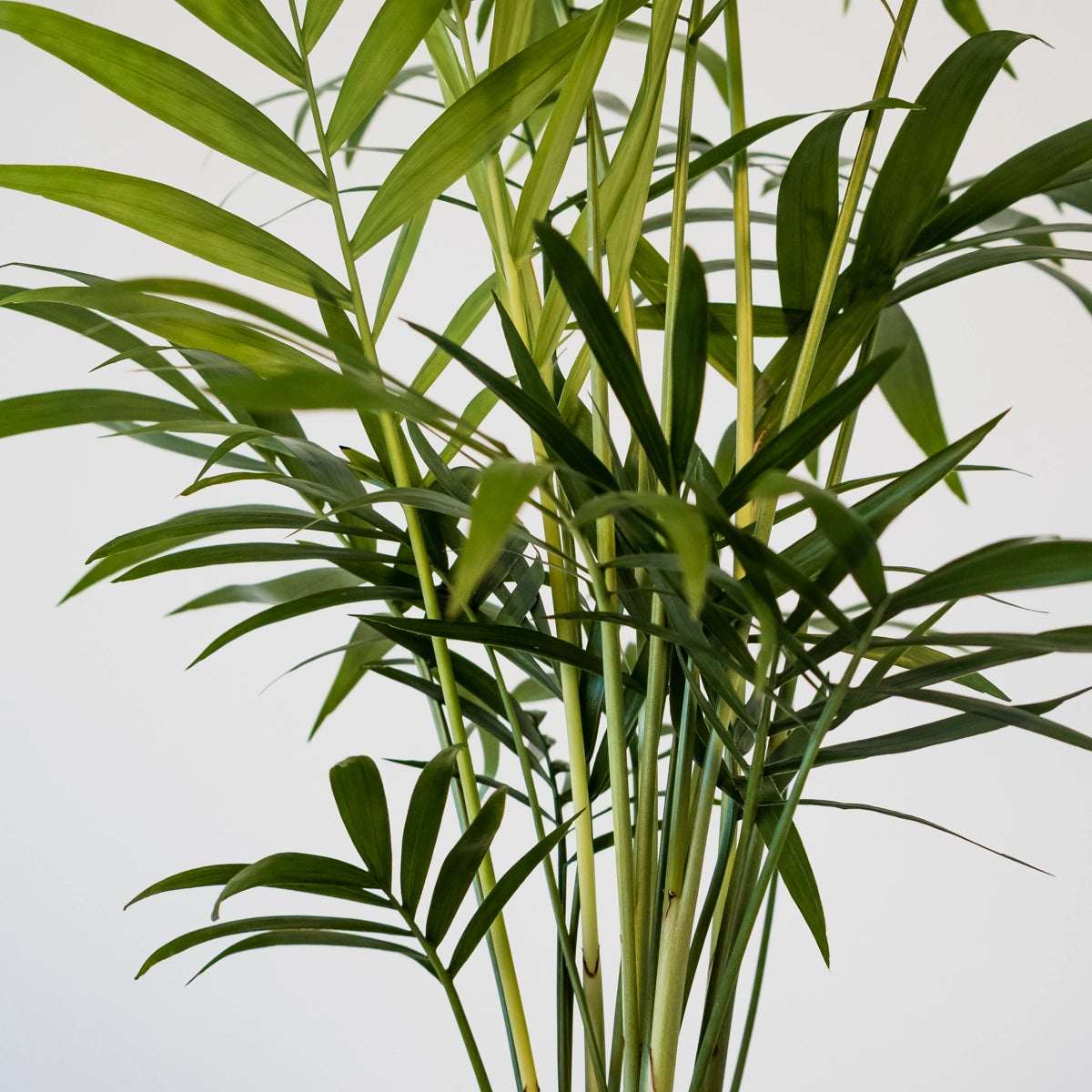Chamaedorea Elegans - Parlour Palm 125mm