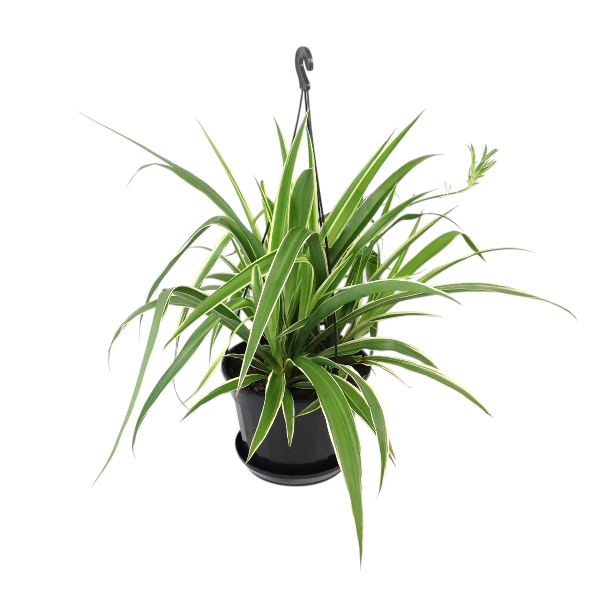 Chlorophytum Comosum - Spider plant 170mm HB