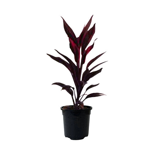 Cordyline Fruticosa Tango 120mm