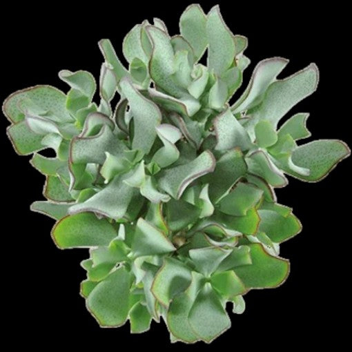 Crassula Arborescens Undulatifolia 100mm