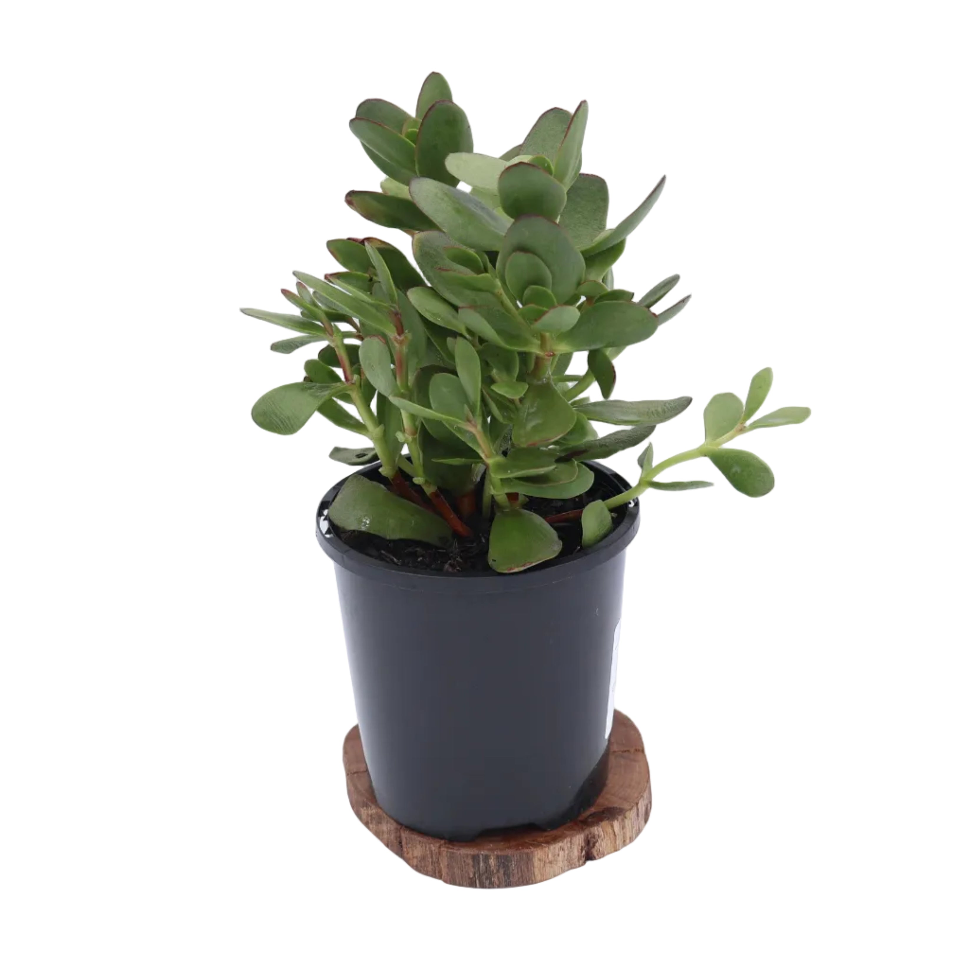Crassula Atropurpurea 100mm