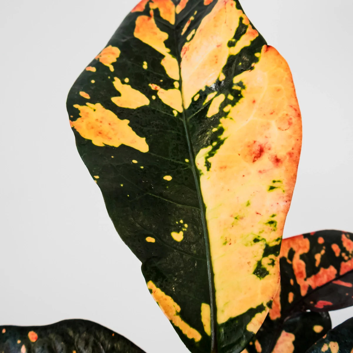 Croton variegatum Magnificent 125mm