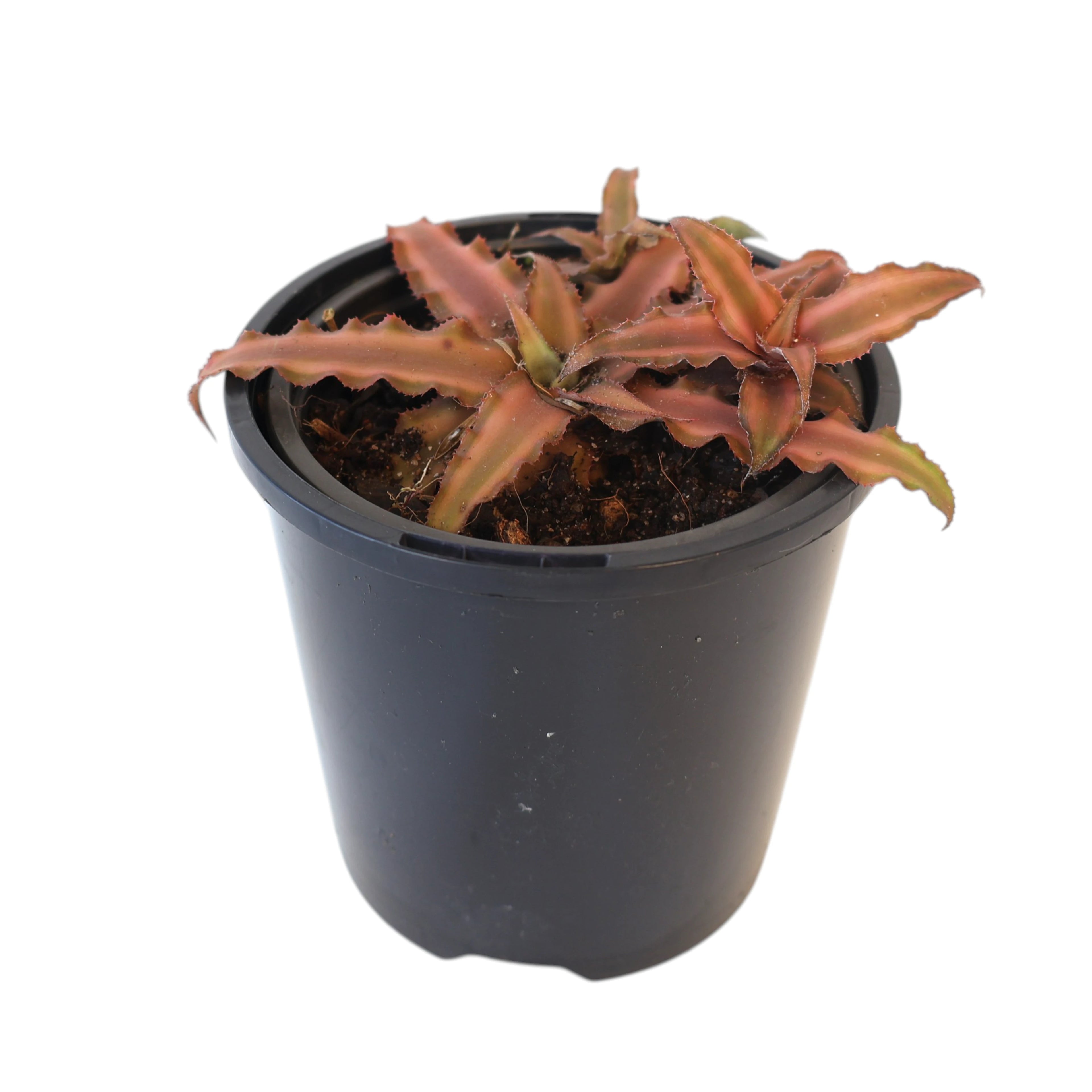 Cryptanthus Desert Star 90mm