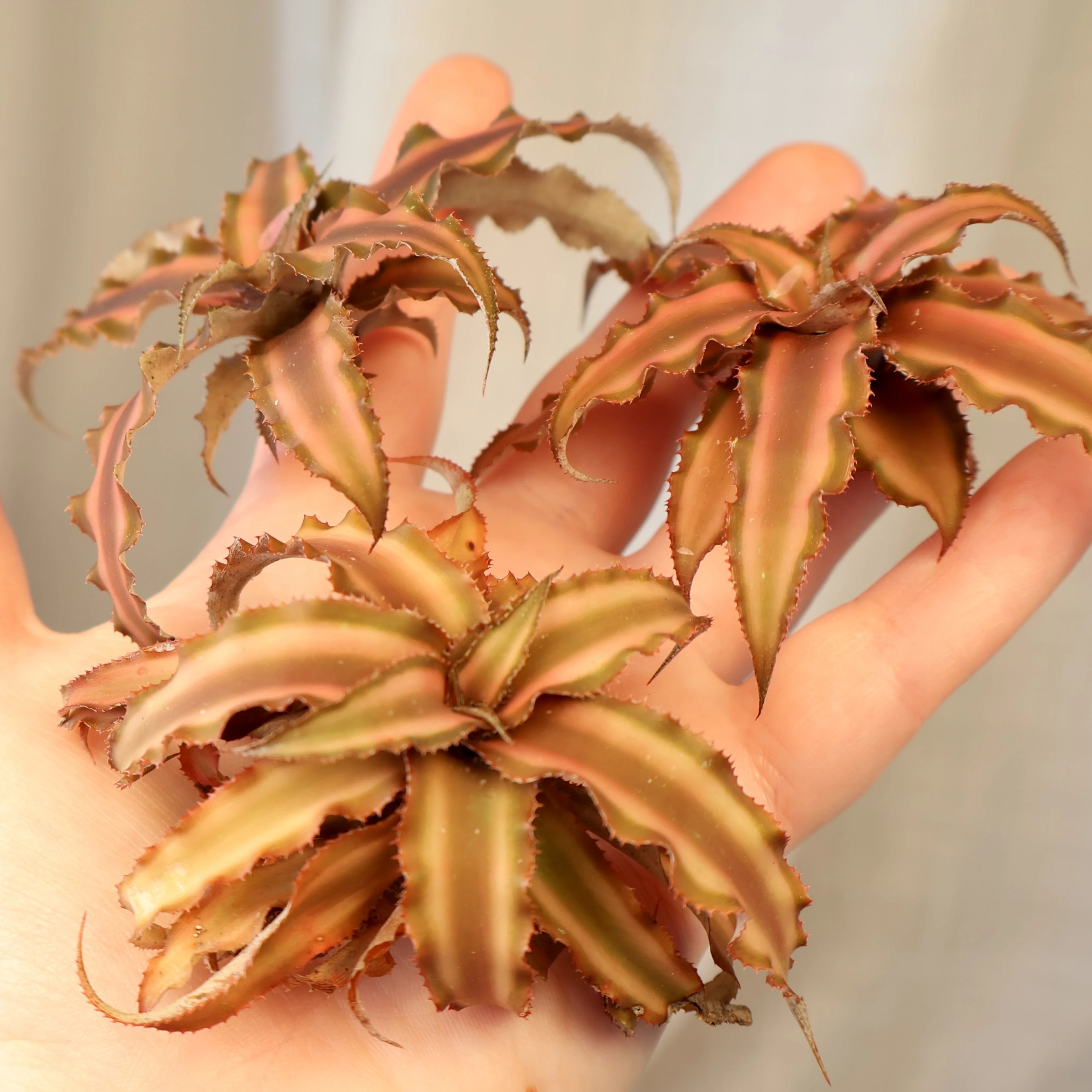 Cryptanthus Desert Star (3pcs in a Bag - loose)