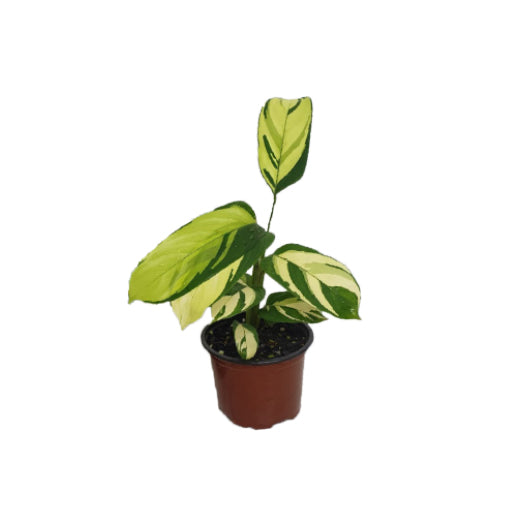 Ctenanthe Pilosa Golden Mosaic 100mm