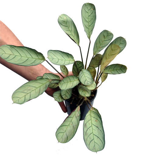 Ctenanthe Amagris 100mm