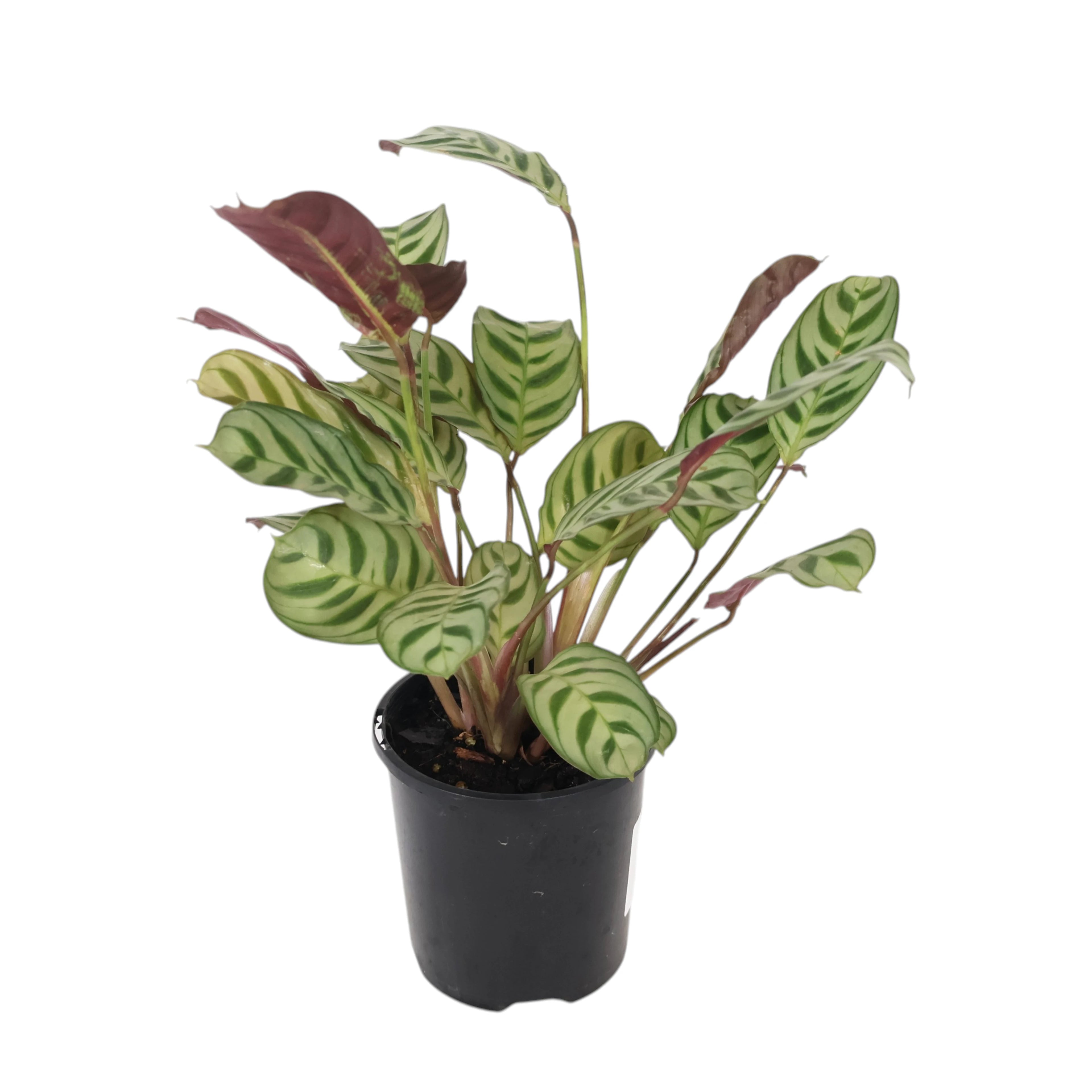 Ctenanthe Burle-Marxii 100mm