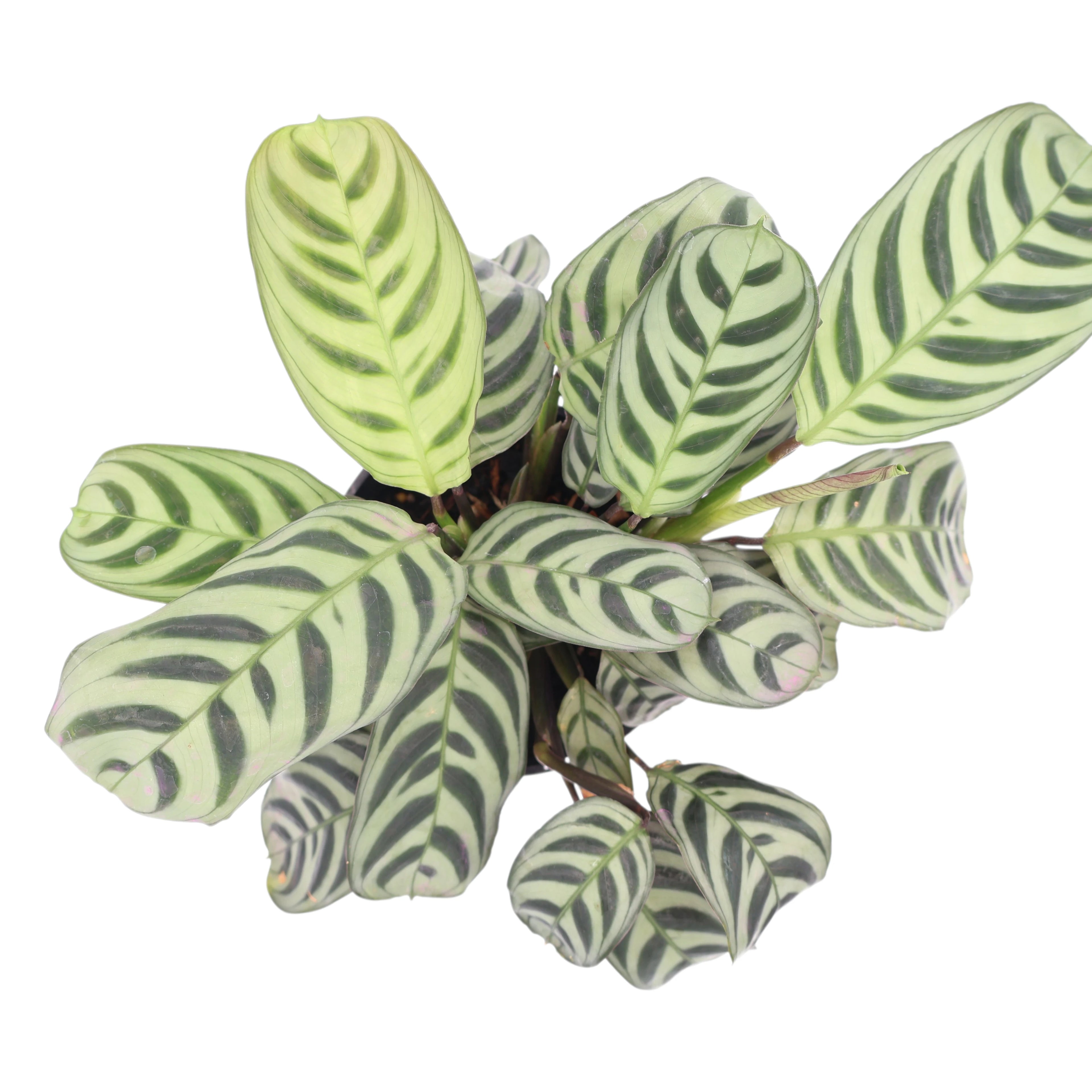 Ctenanthe Burle-Marxii 100mm