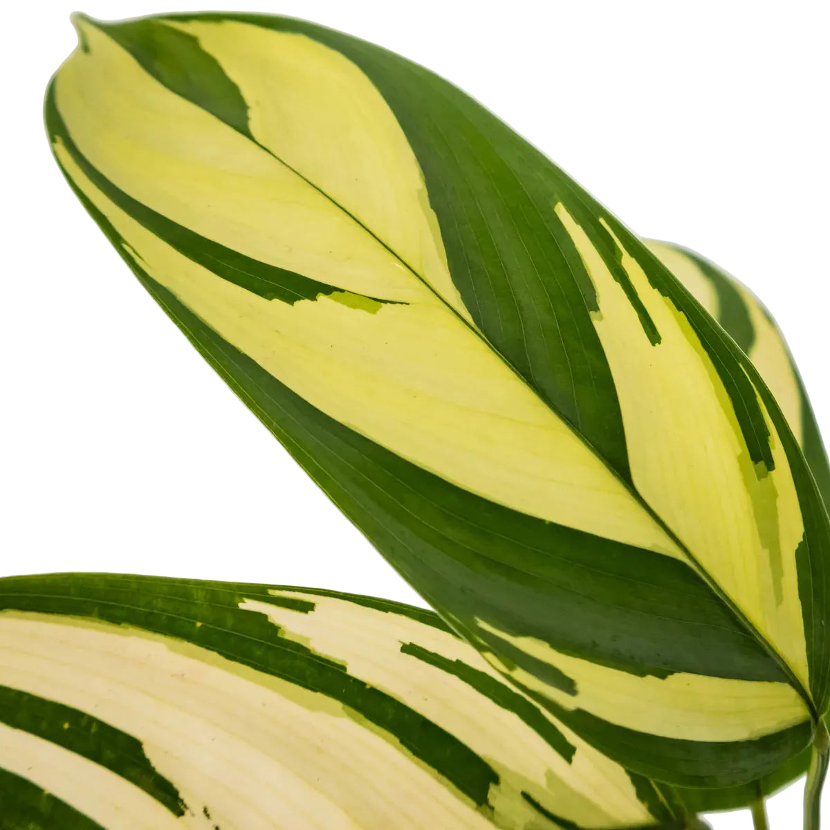 Ctenanthe Golden Mosaic 70mm