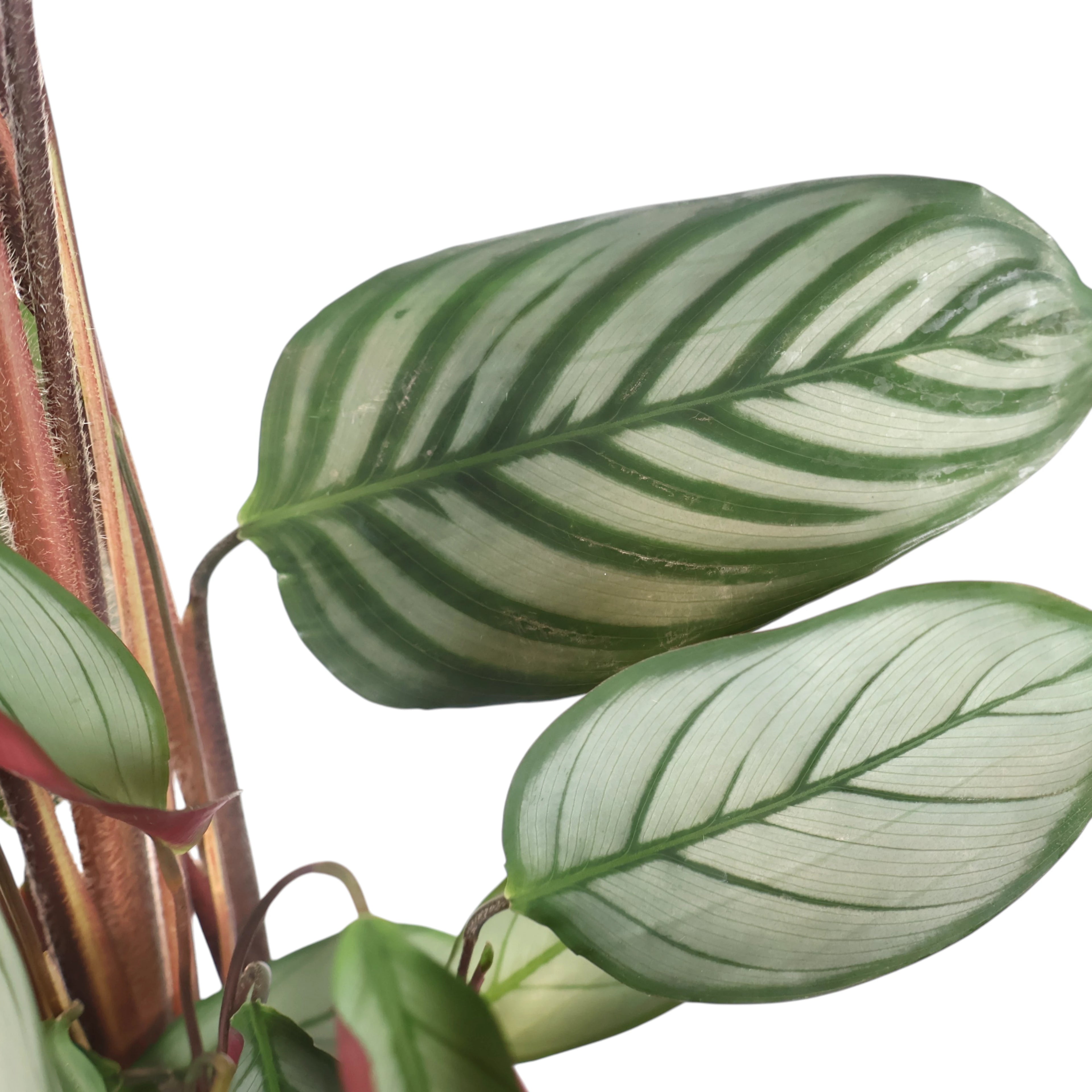 Ctenanthe Grey Star 90mm