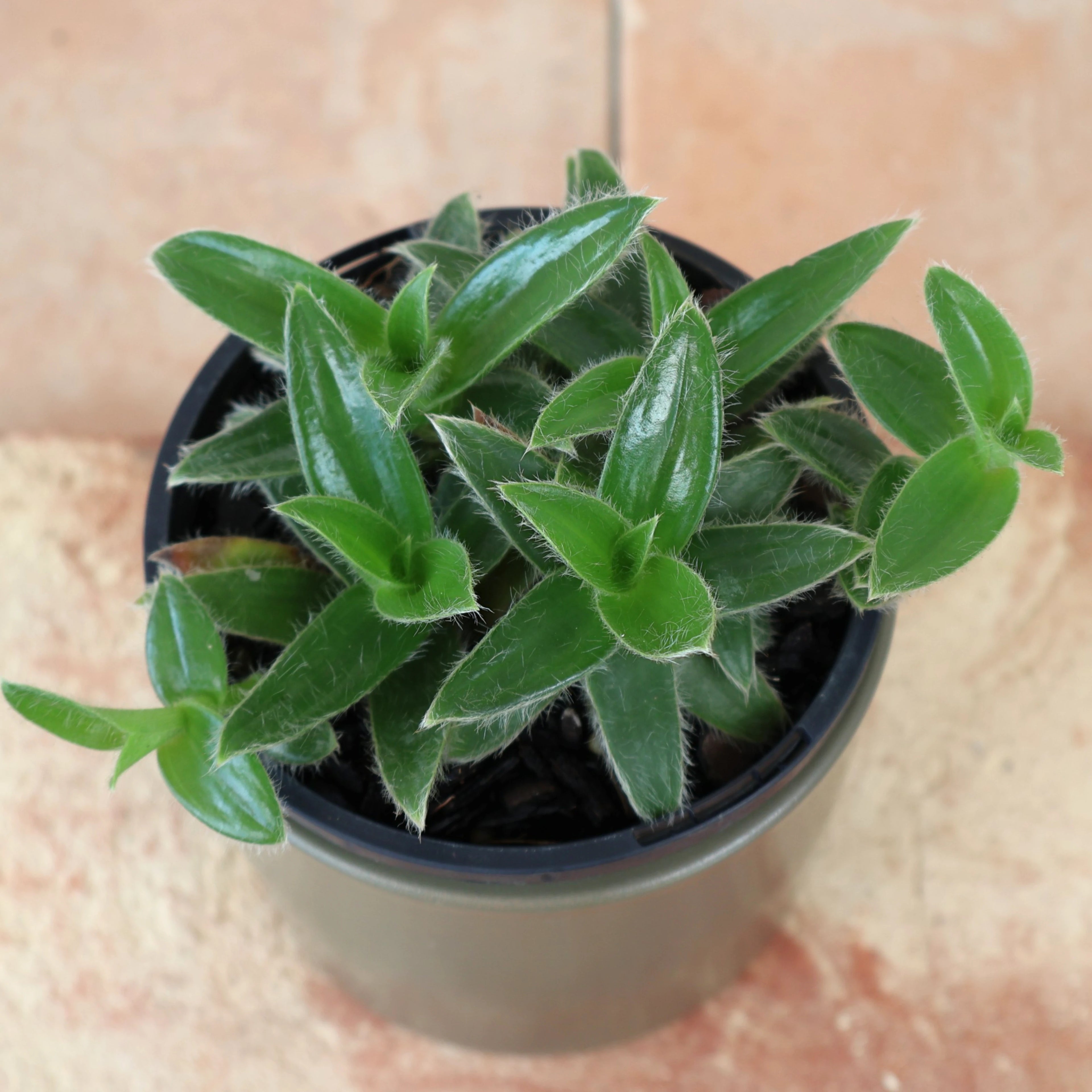 Cyanotis somaliensis - Kitten Ears 100mm