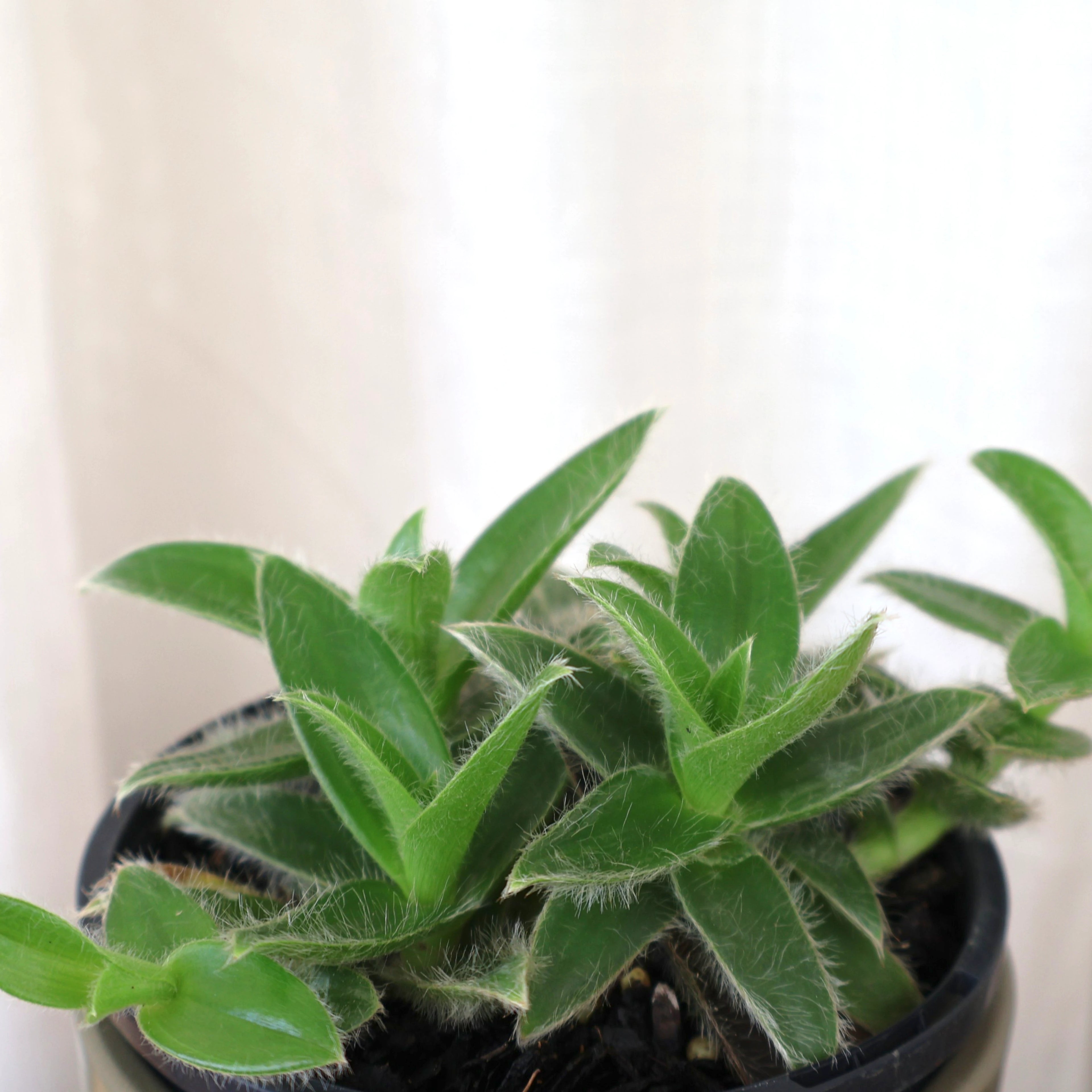 Cyanotis somaliensis - Kitten Ears 100mm
