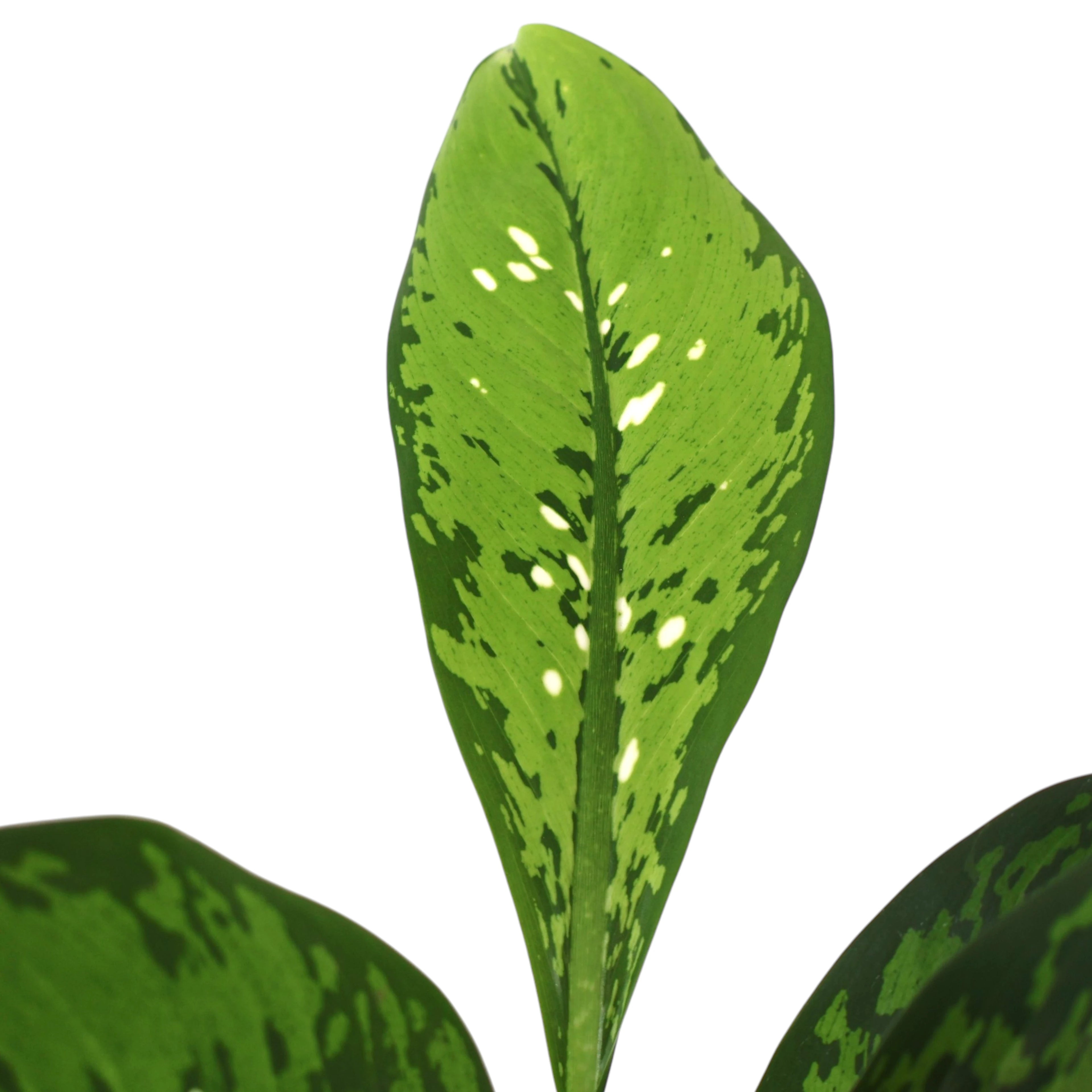 Dieffenbachia Crocodile 100mm