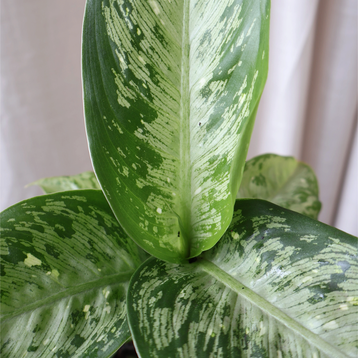 Dieffenbachia maculata Memoria Corsii 125mm