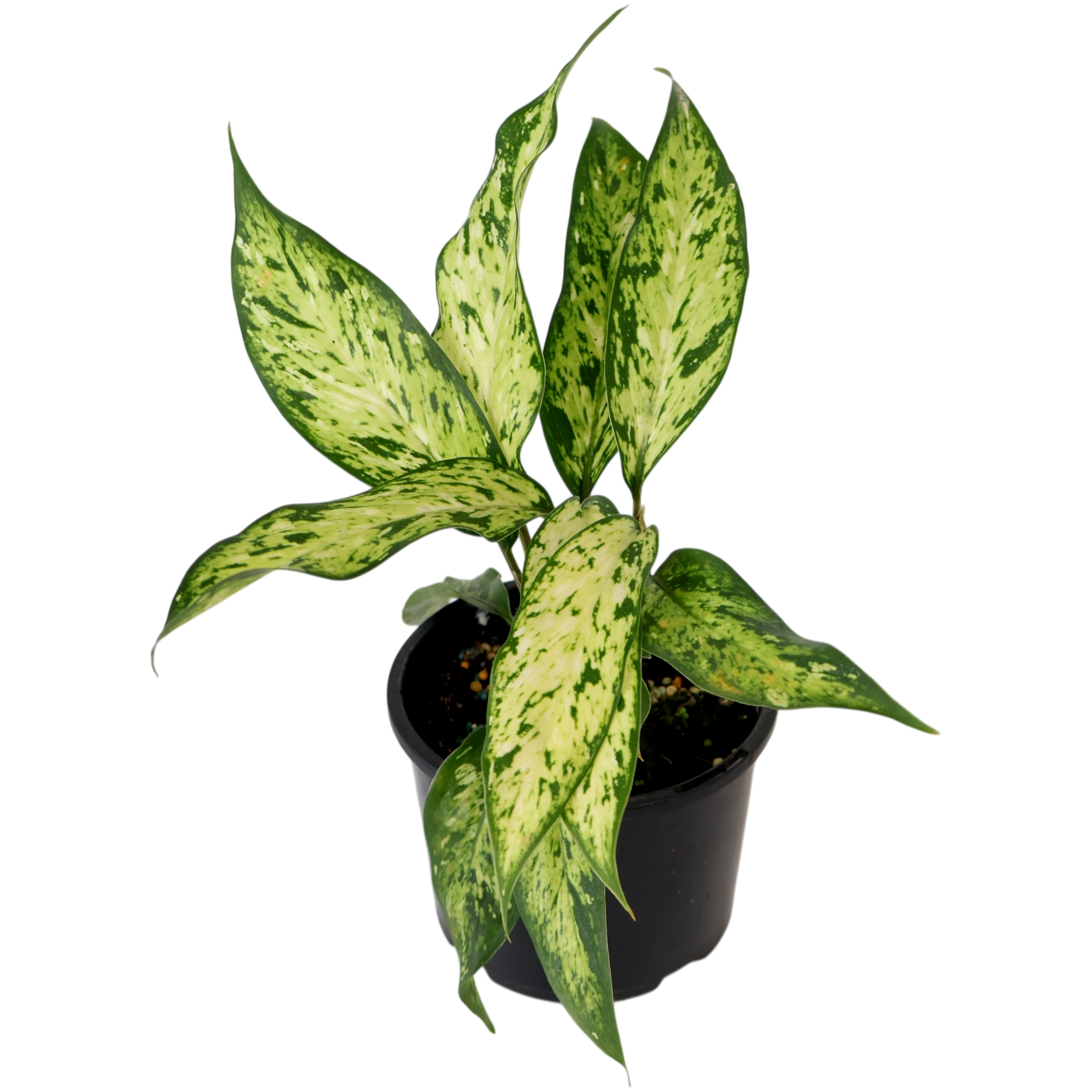 Dieffenbachia Star Bright 120mm