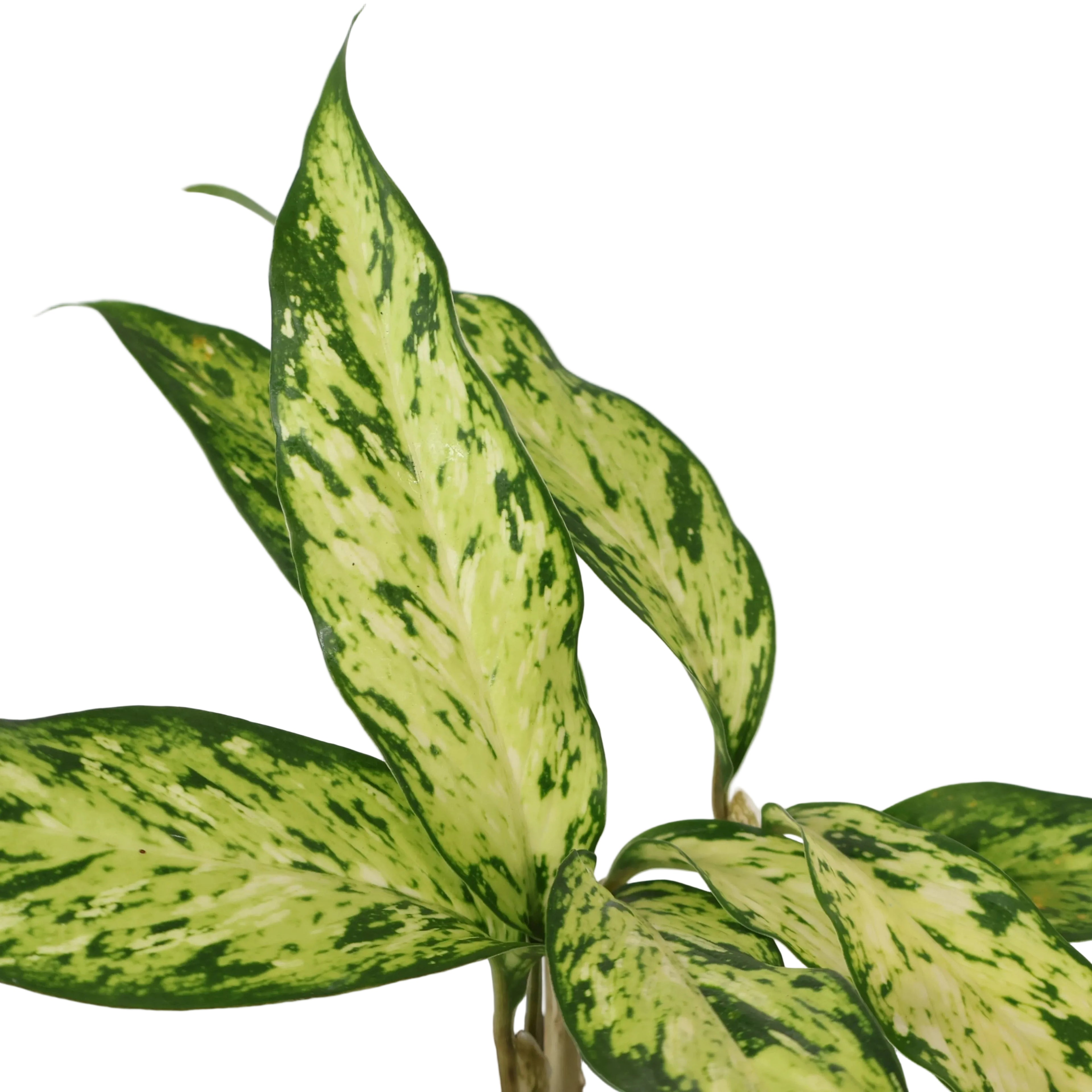 Dieffenbachia Star Bright 120mm