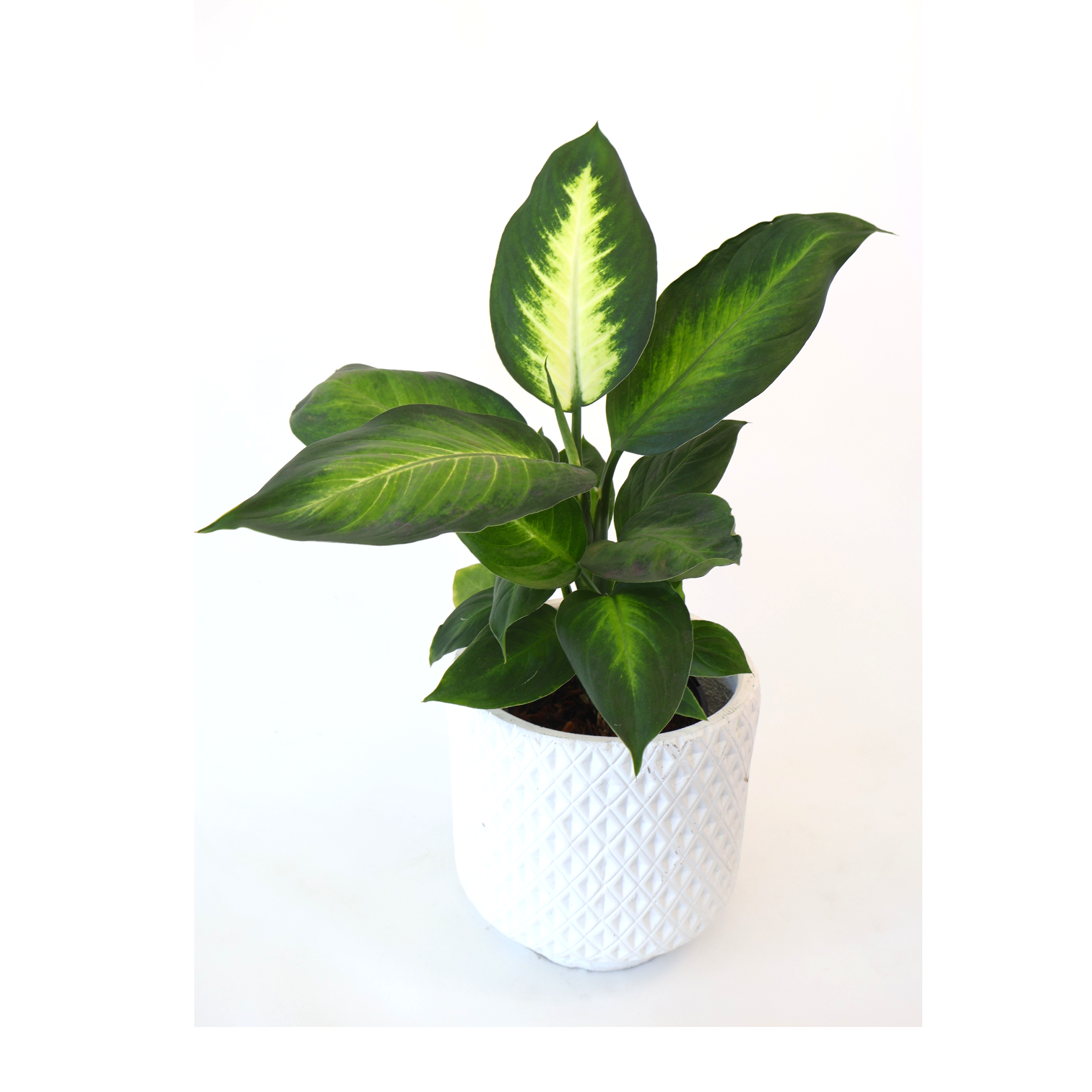Dieffenbachia Tropic Marianne 125mm
