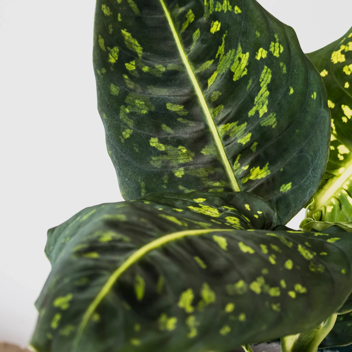 Dieffenbachia maculata Reflector 125mm
