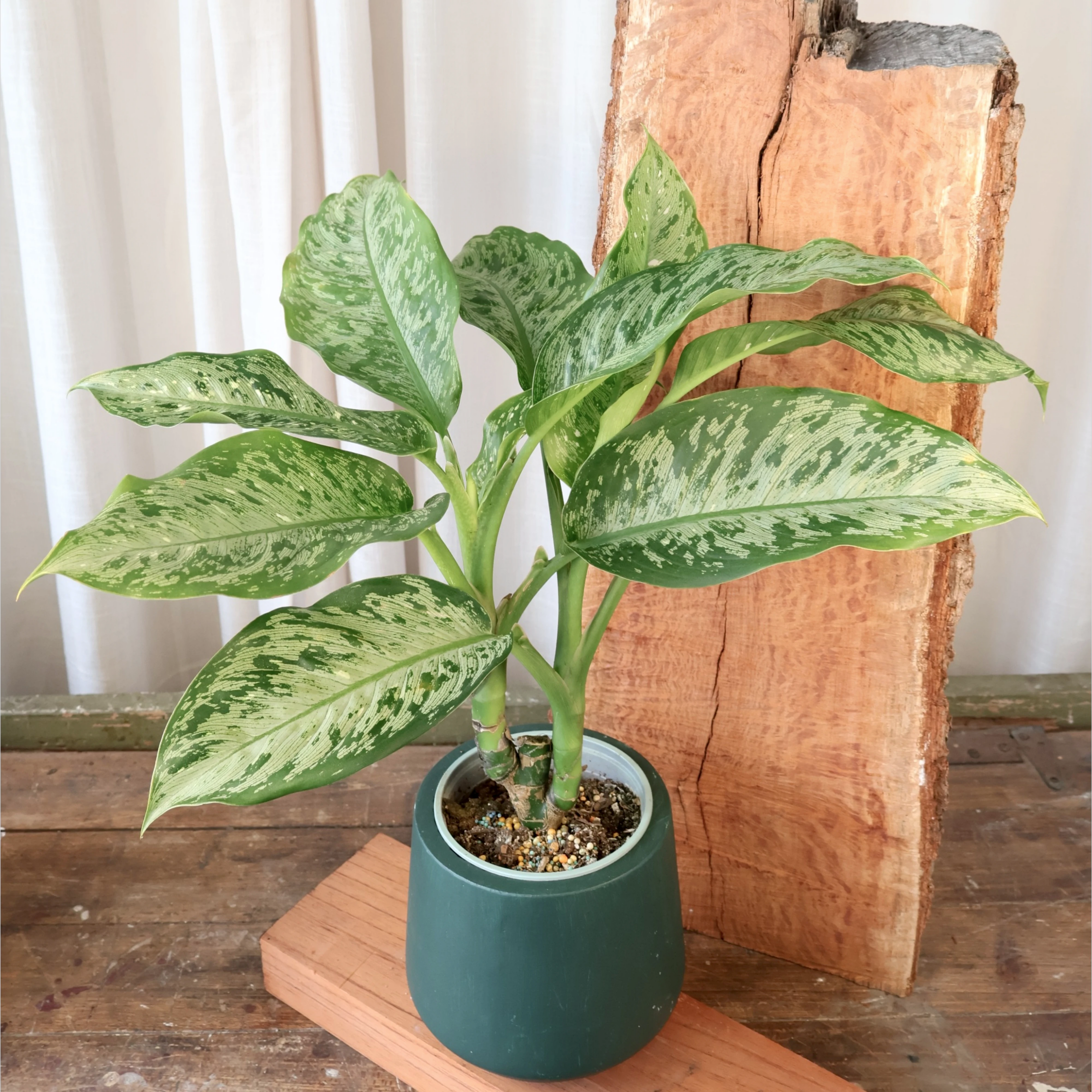 Dieffenbachia Tropical Tiki 120mm