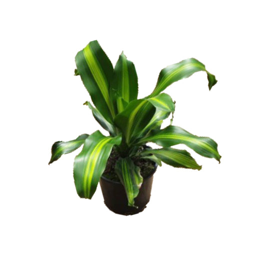 Dracaena Fragrans Burley 200mm