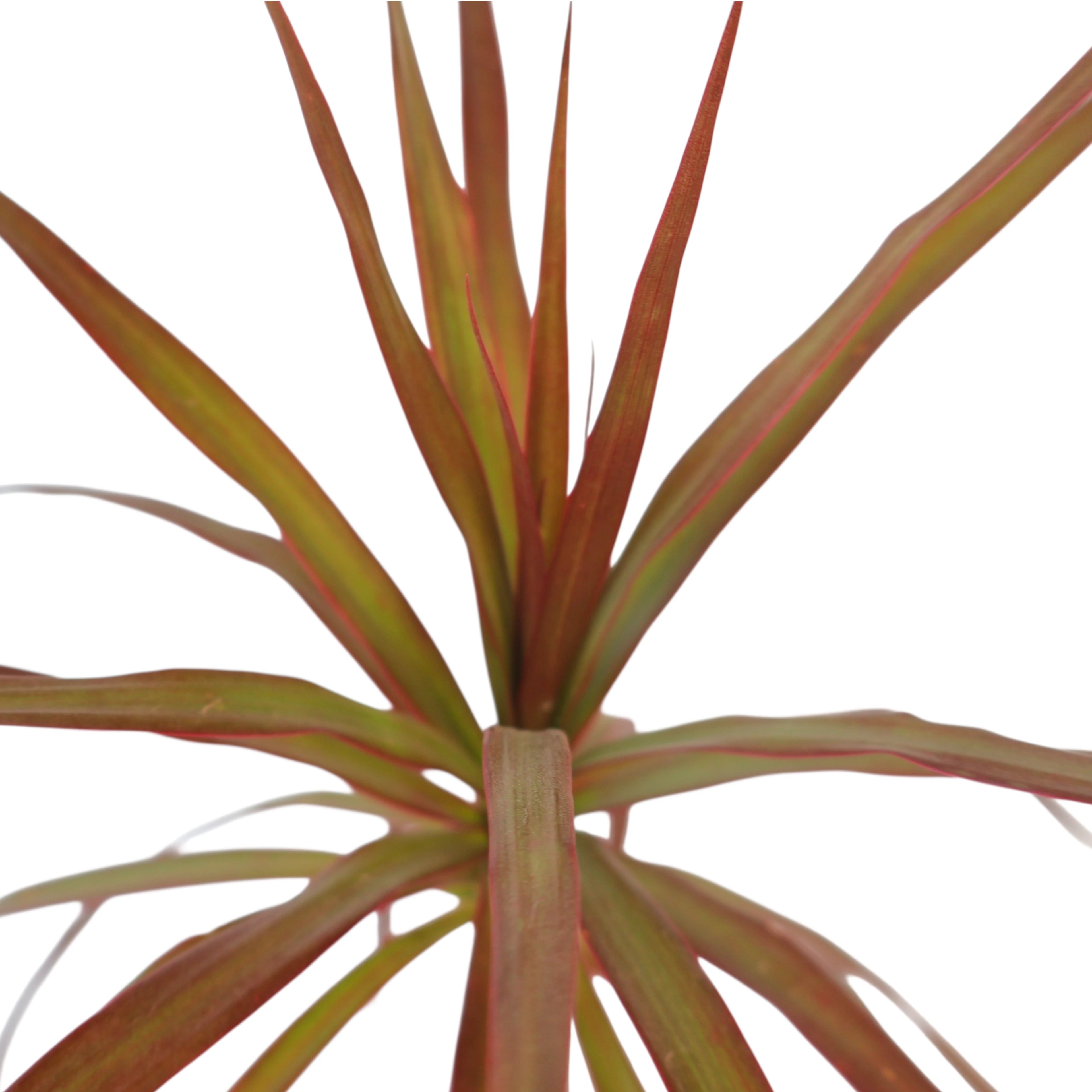 Dracaena Black Knight - Madagascar Dragon Tree 120mm