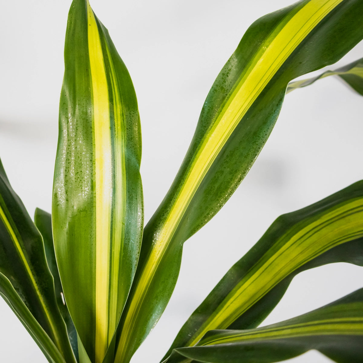 Dracaena Fragrans Burley 200mm