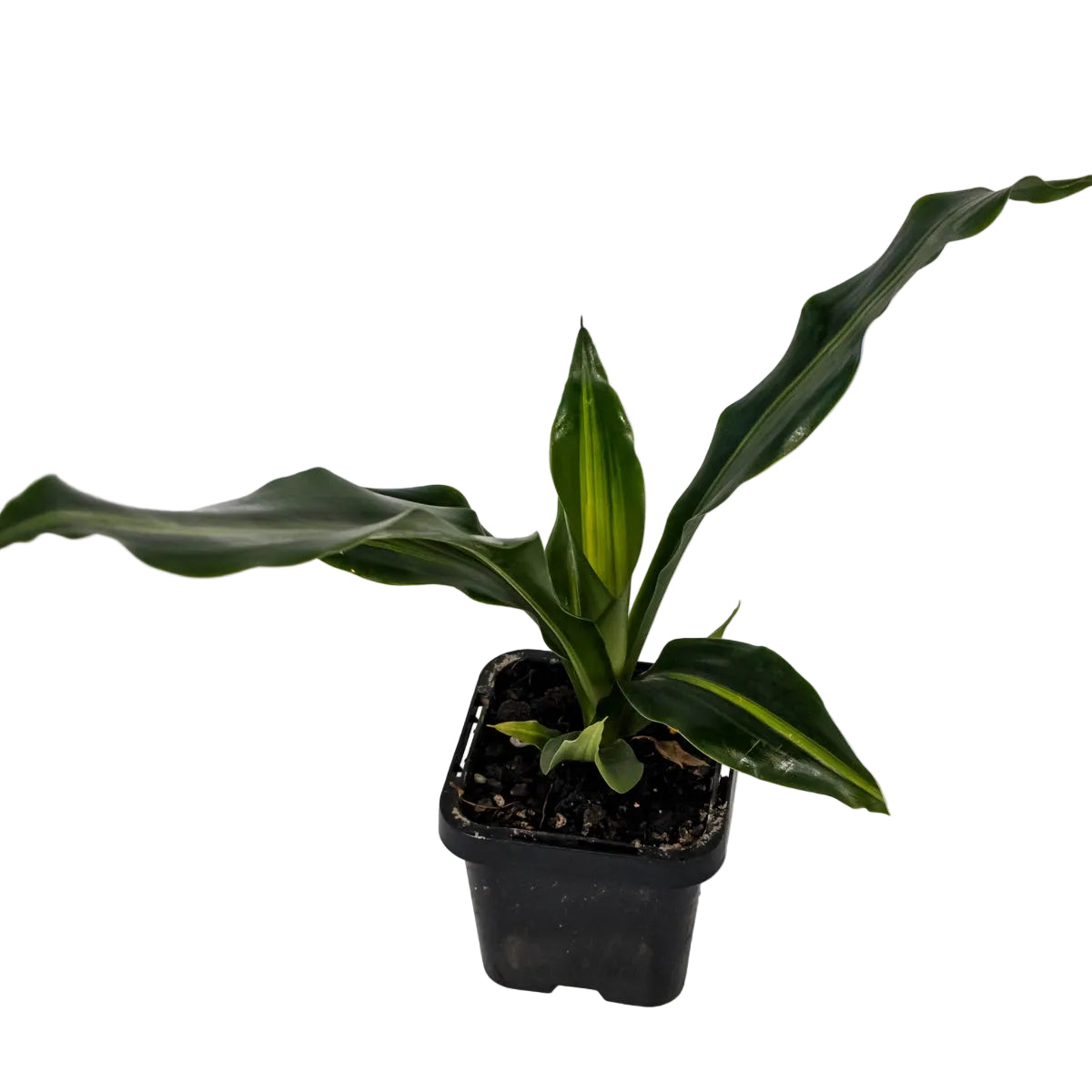 Dracaena Fragrans Burley 70mm
