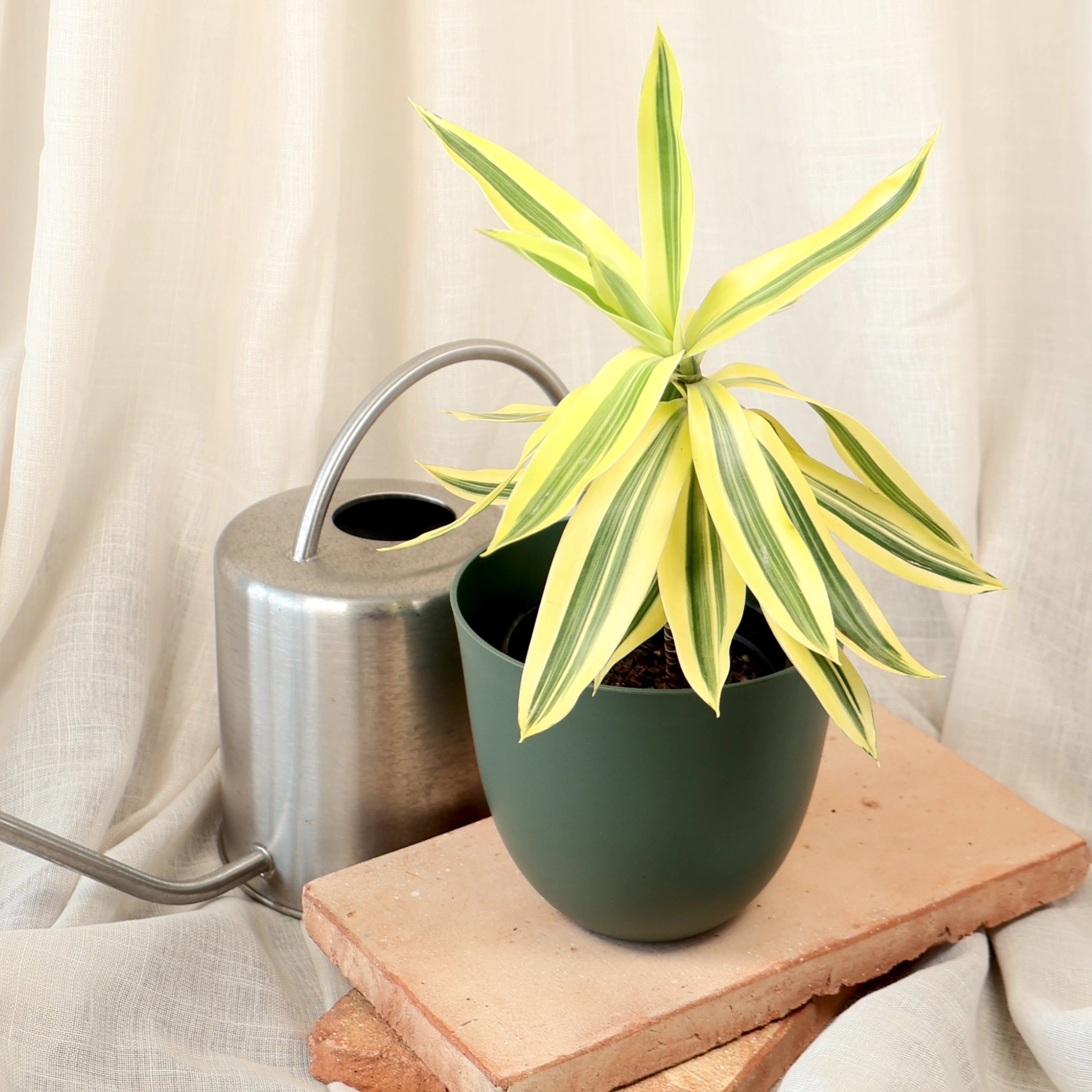Dracaena Reflexa - Pleomele Song of India 100mm