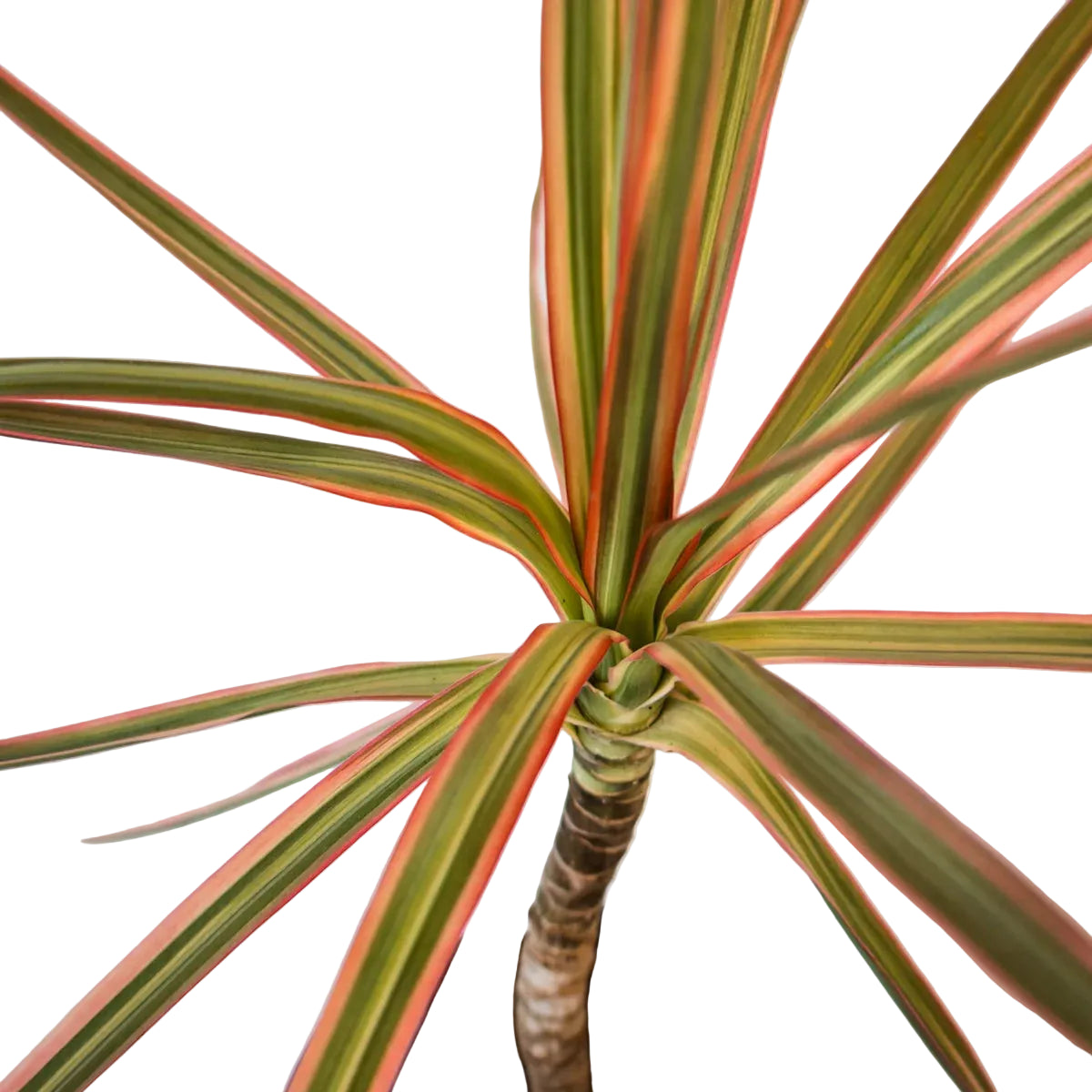 Dracaena Tricolor - Madagascan Dragon Tree 120mm